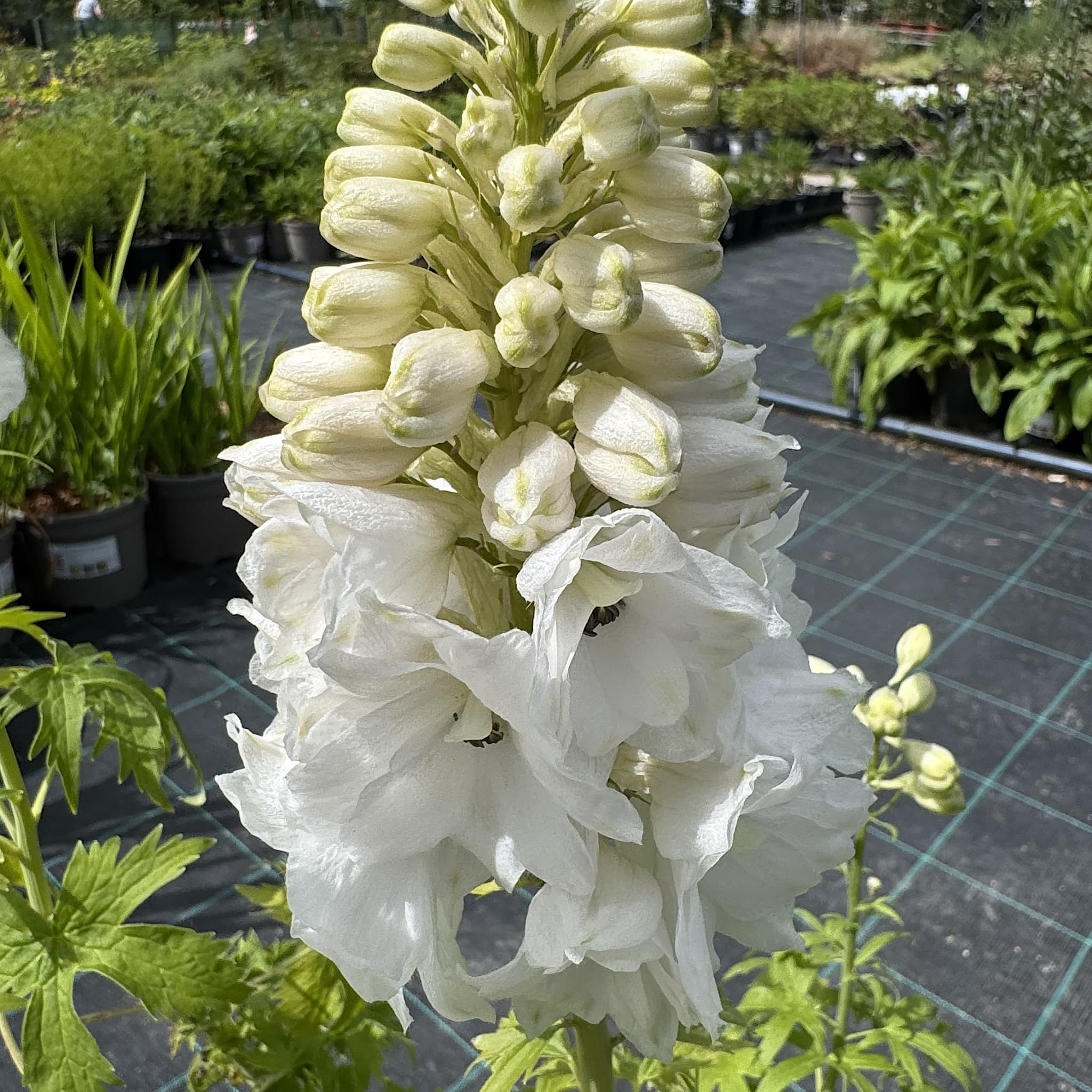Delphinium 'Galahad'