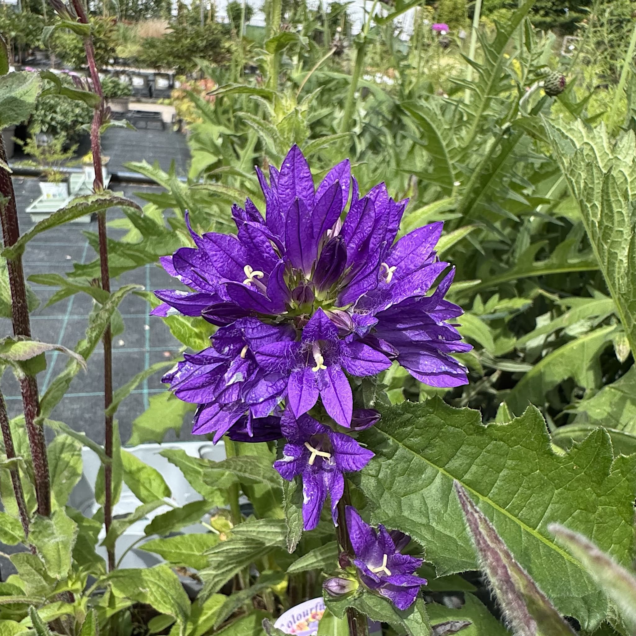 Campanula glomerata 'Superba'