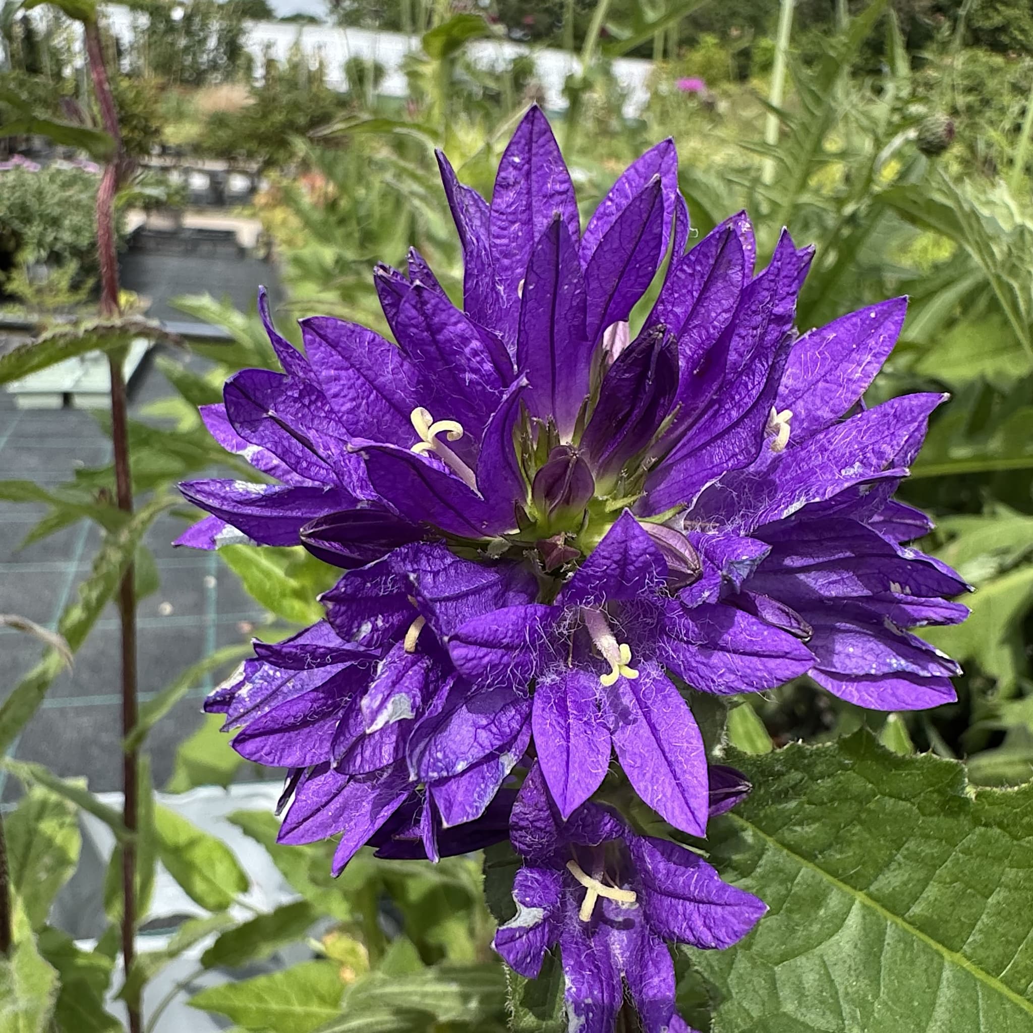 Campanula glomerata 'Superba'