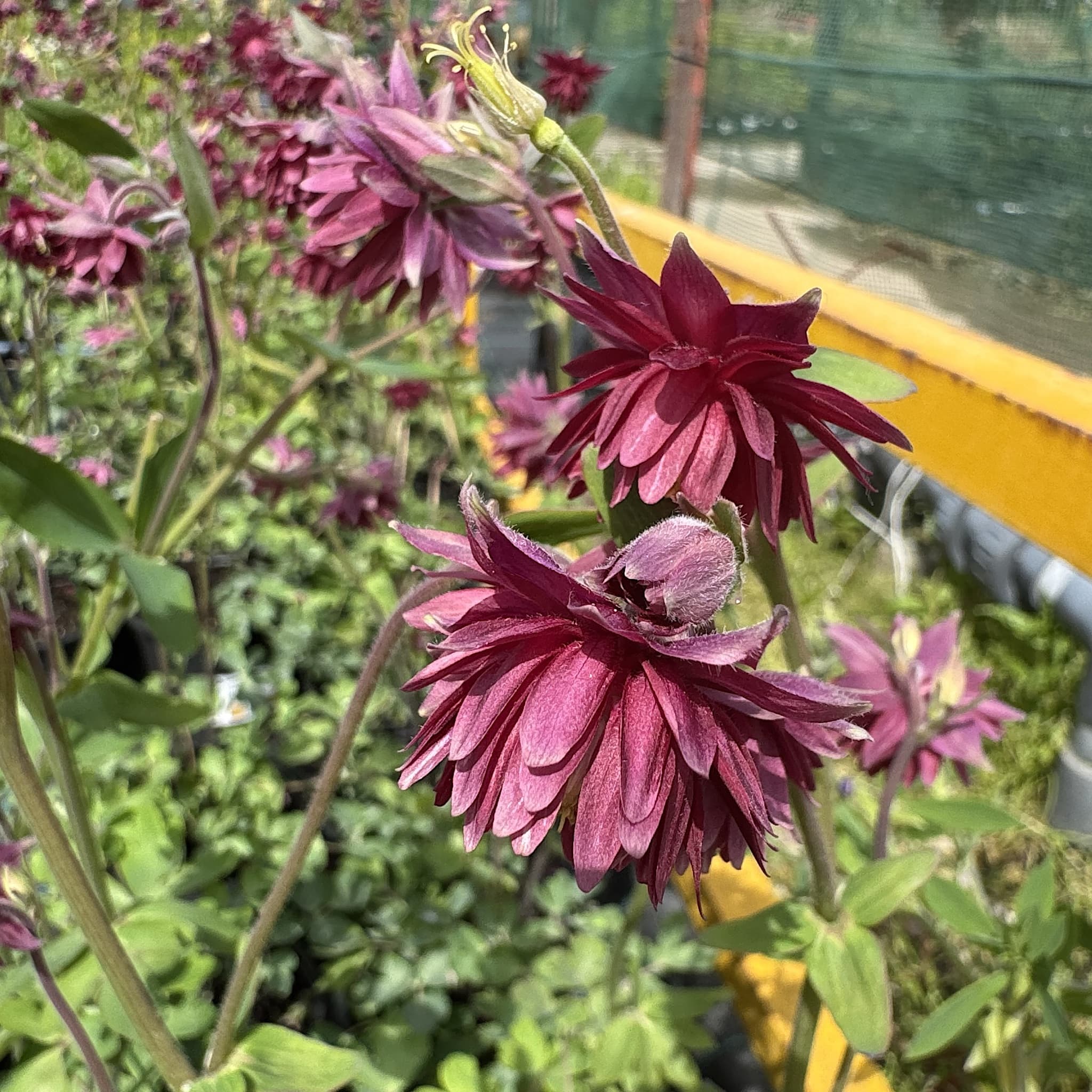 Aquilegia vulg. stel. 'Ruby Port'