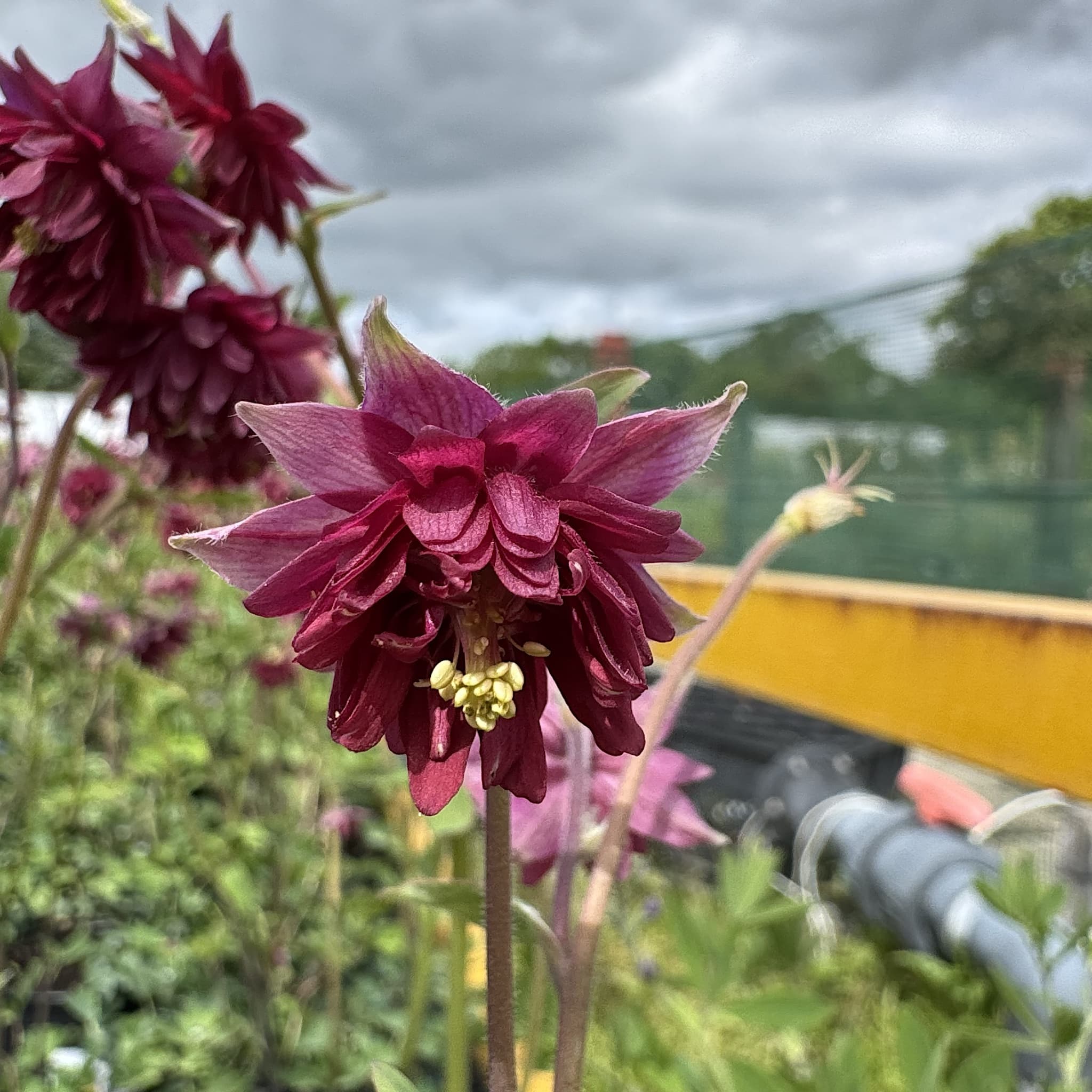 Aquilegia vulg. stel. 'Ruby Port'
