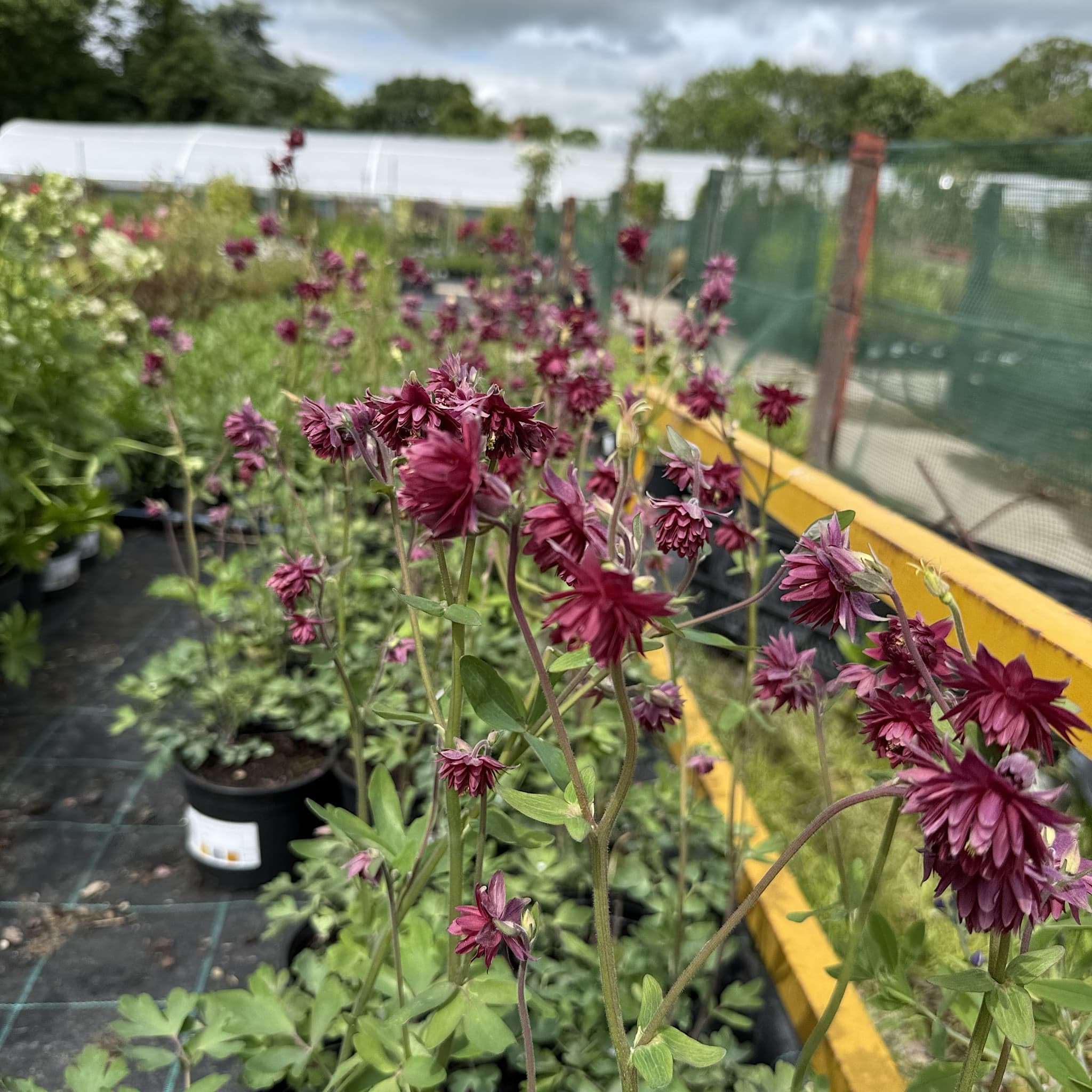Aquilegia vulg. stel. 'Ruby Port'