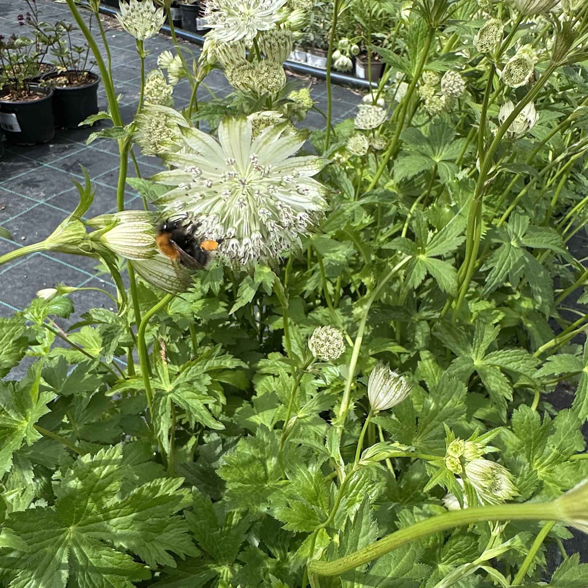 Astrantia maj. 'Star of Billion'