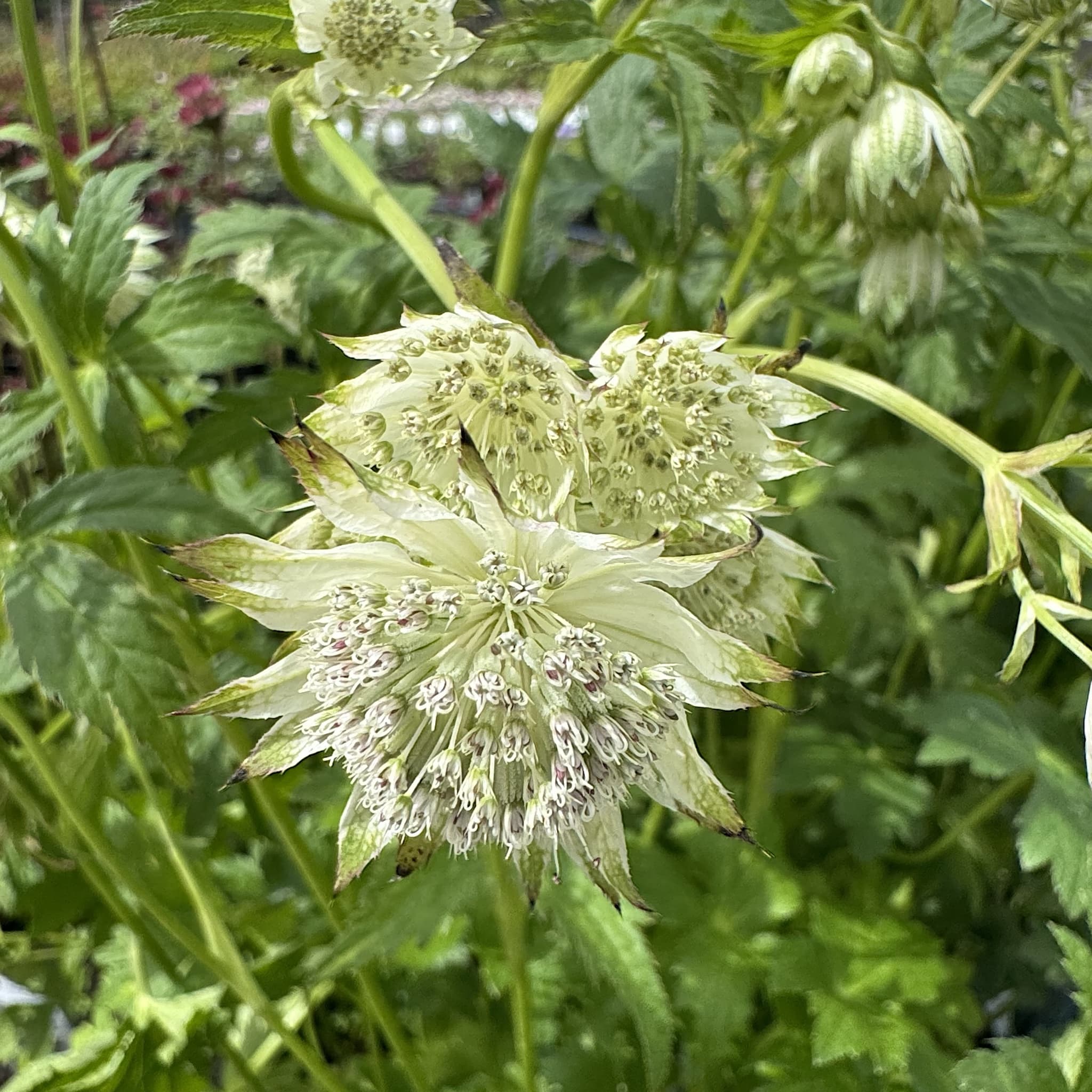 Astrantia maj. 'Star of Billion'