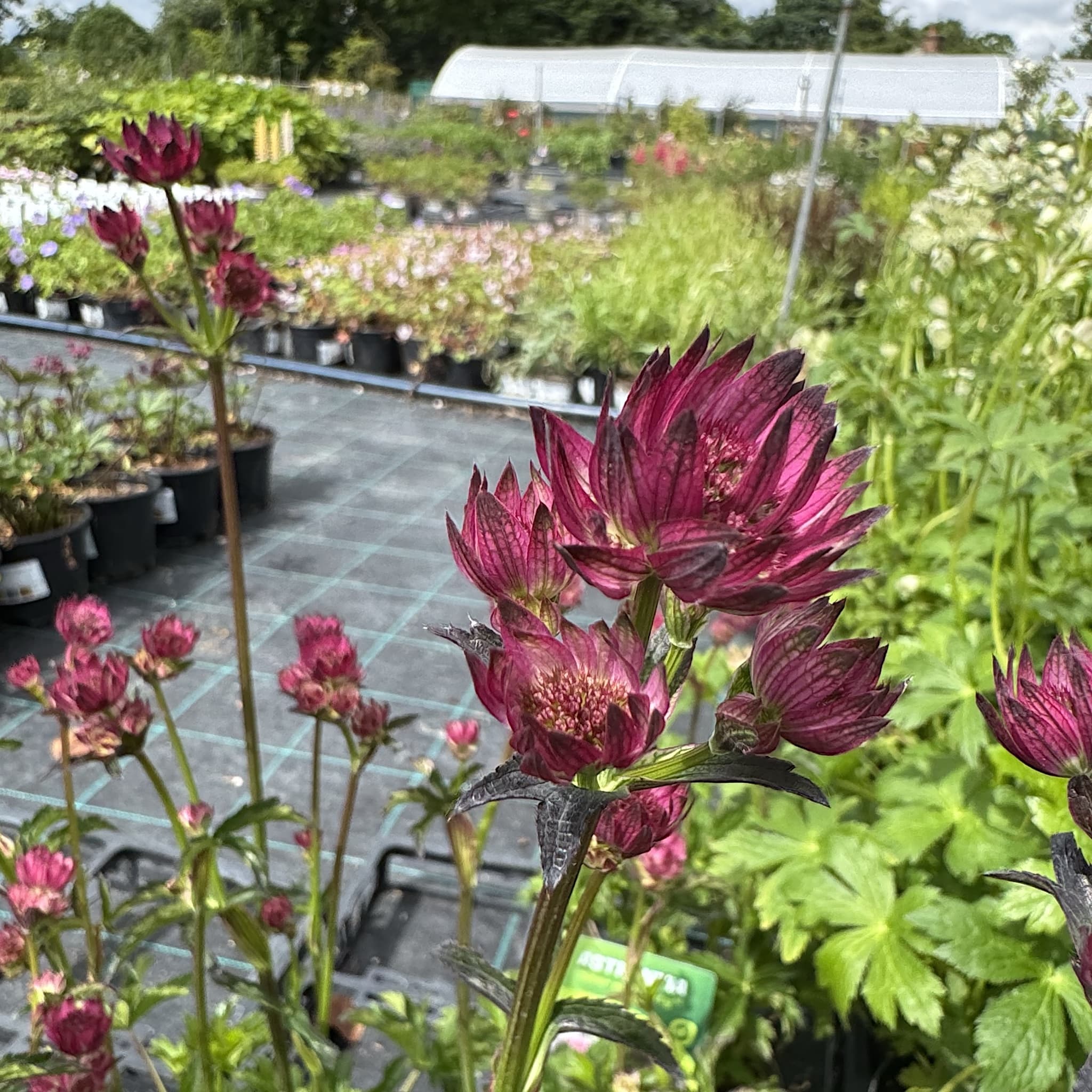 Astrantia maj. 'Star of Beauty'