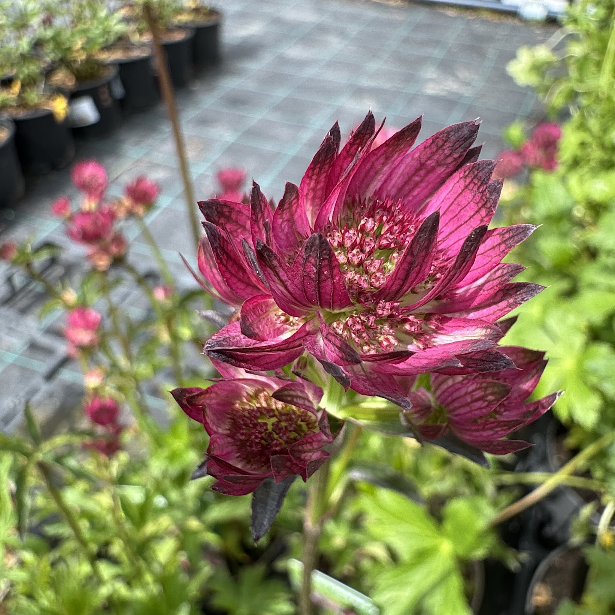 Astrantia maj. 'Star of Beauty'