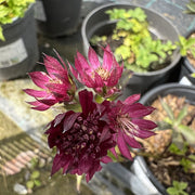 Astrantia maj. 'Roma'