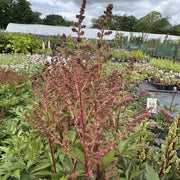 Astilbe 'Short 'n' Sweet Sugarberry'