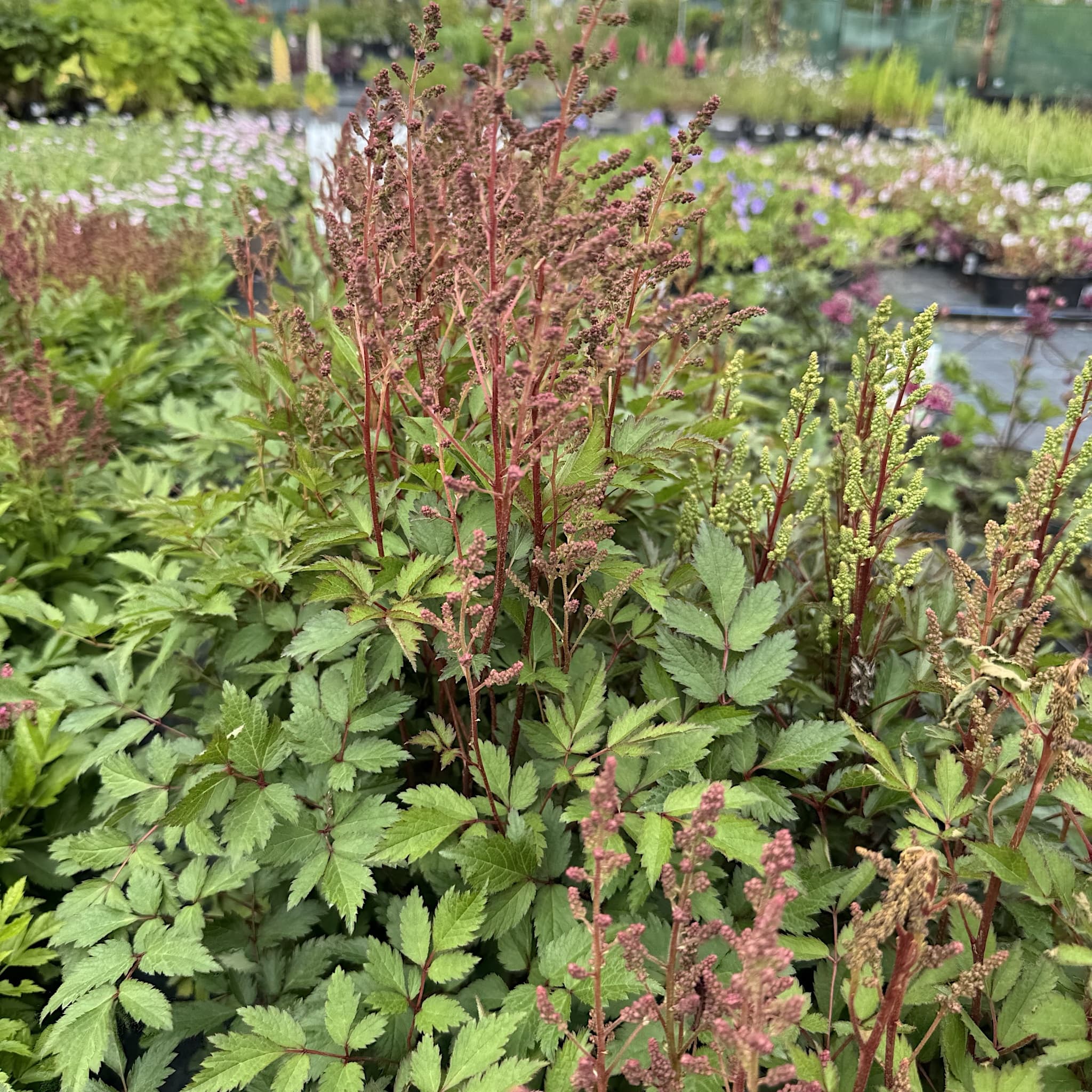 Astilbe 'Short 'n' Sweet Sugarberry'