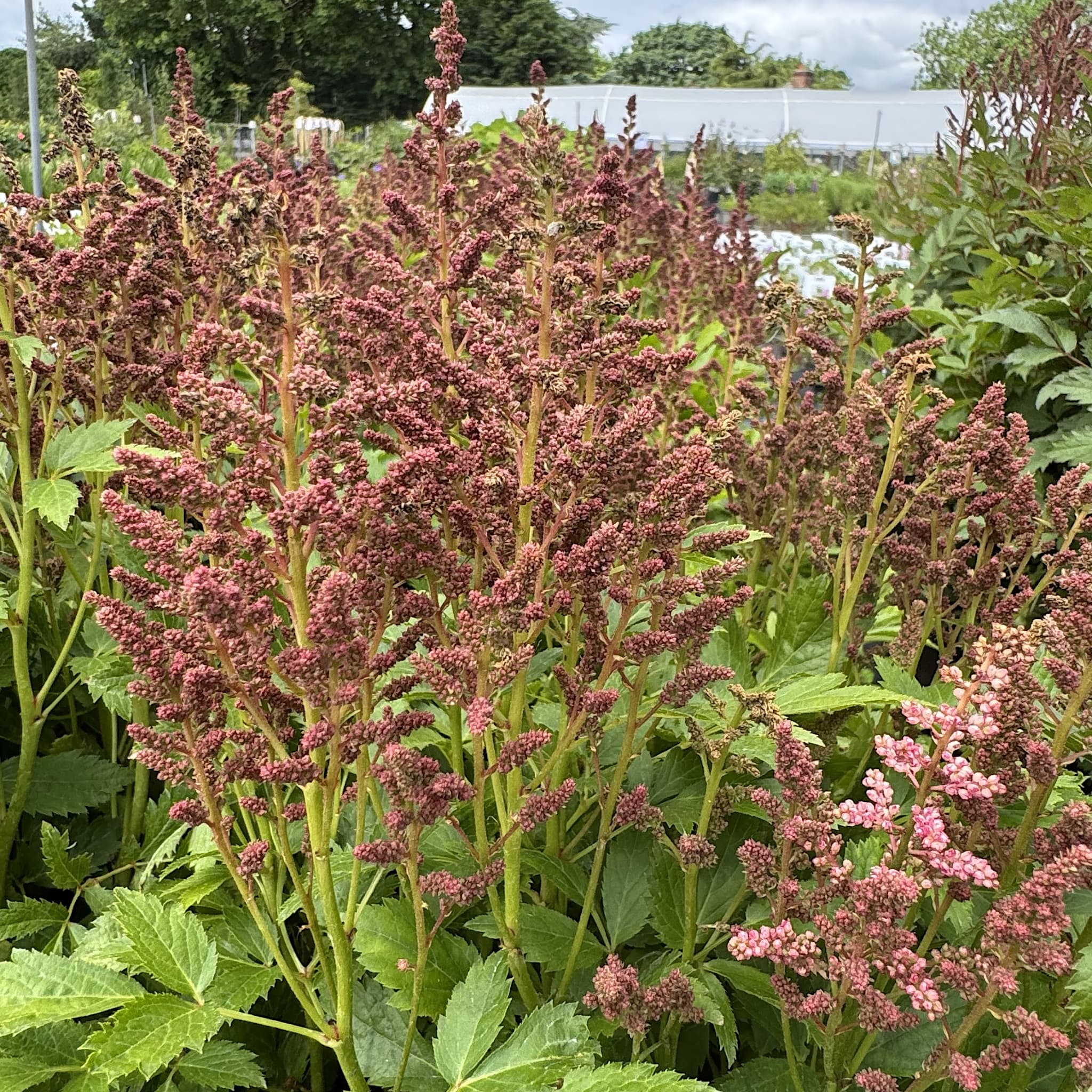 Astilbe 'Short 'n' Sweet Fireberry'