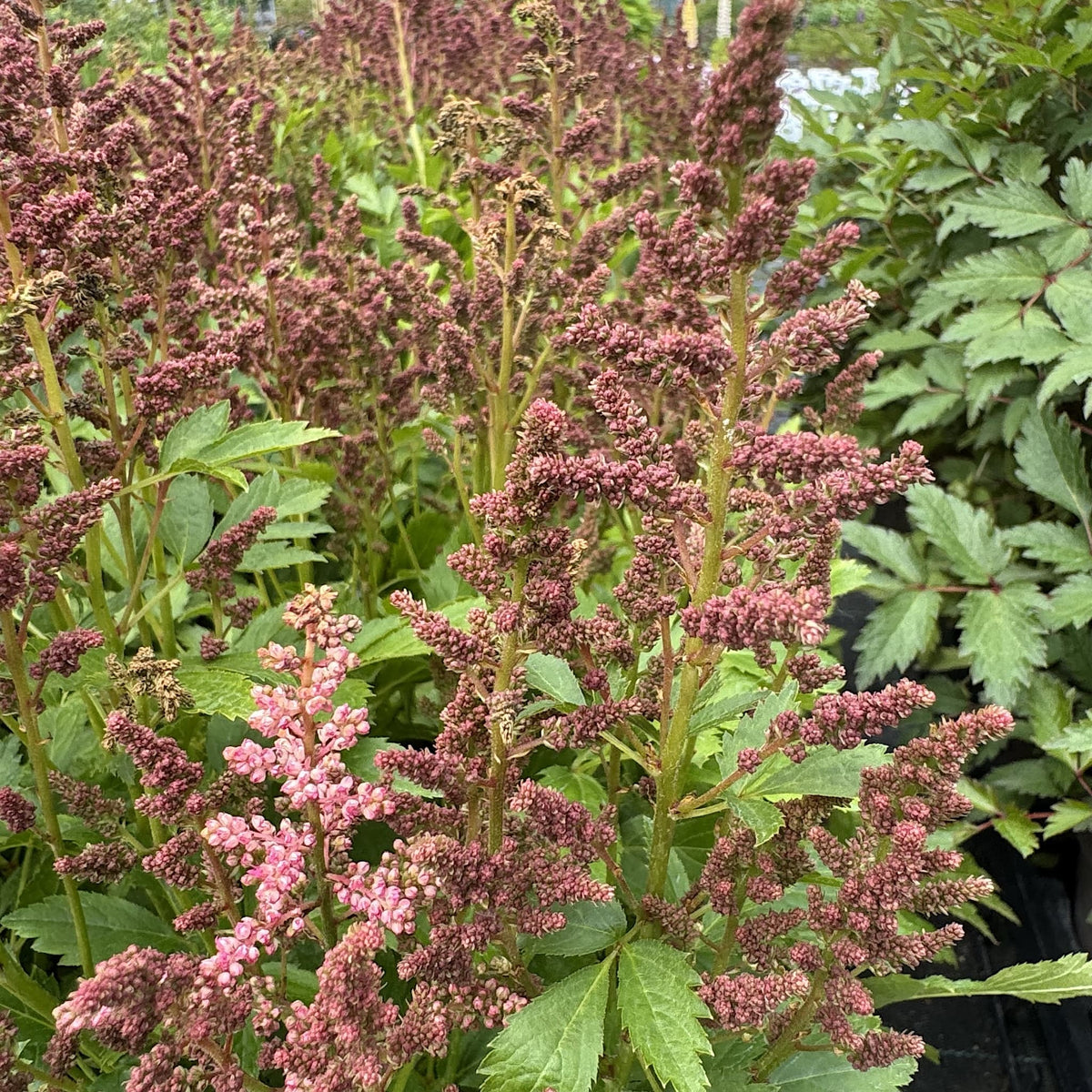 Astilbe 'Short 'n' Sweet Fireberry'