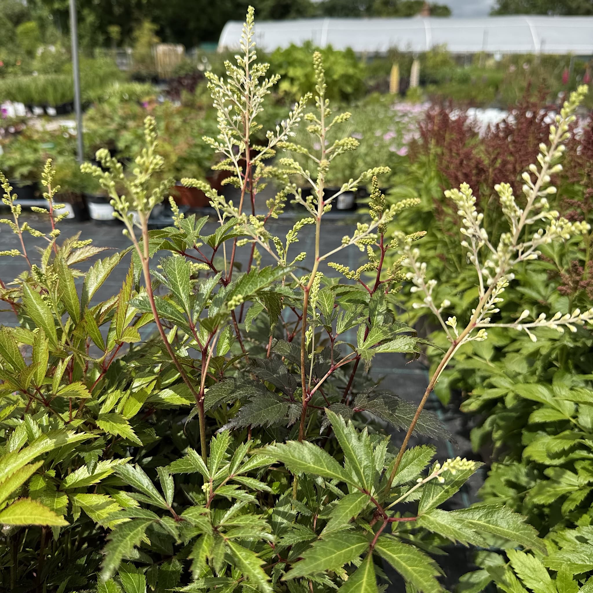 Astilbe 'Irrlicht'