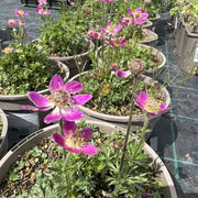 Anemone multifida 'Annabella Deep Rose'