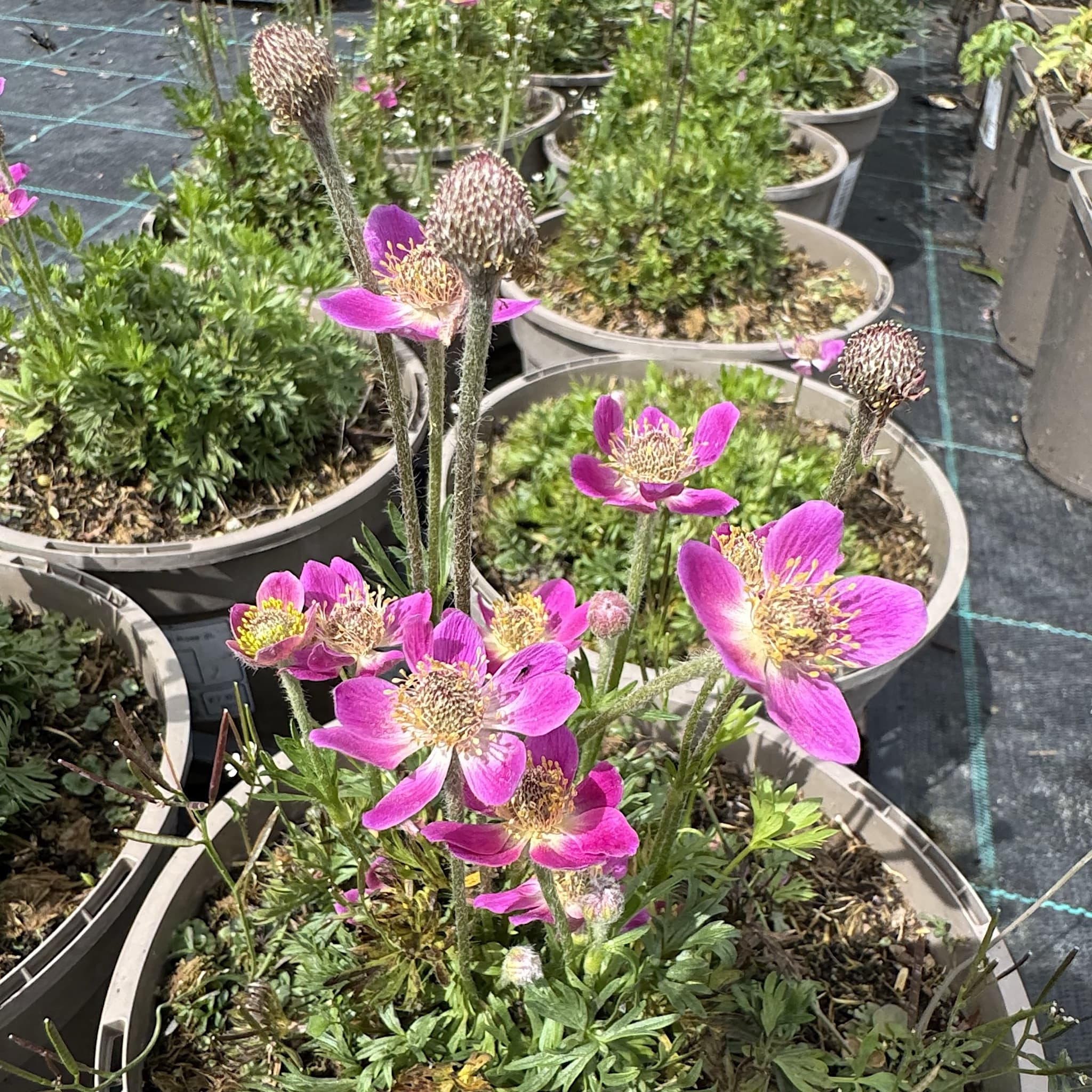 Anemone multifida 'Annabella Deep Rose'