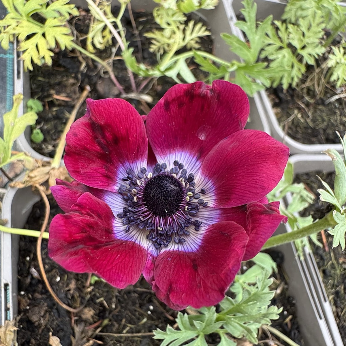 Anemone hybr. 'Galilee Bordeaux'