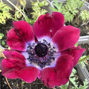 Anemone hybr. 'Galilee Bordeaux'