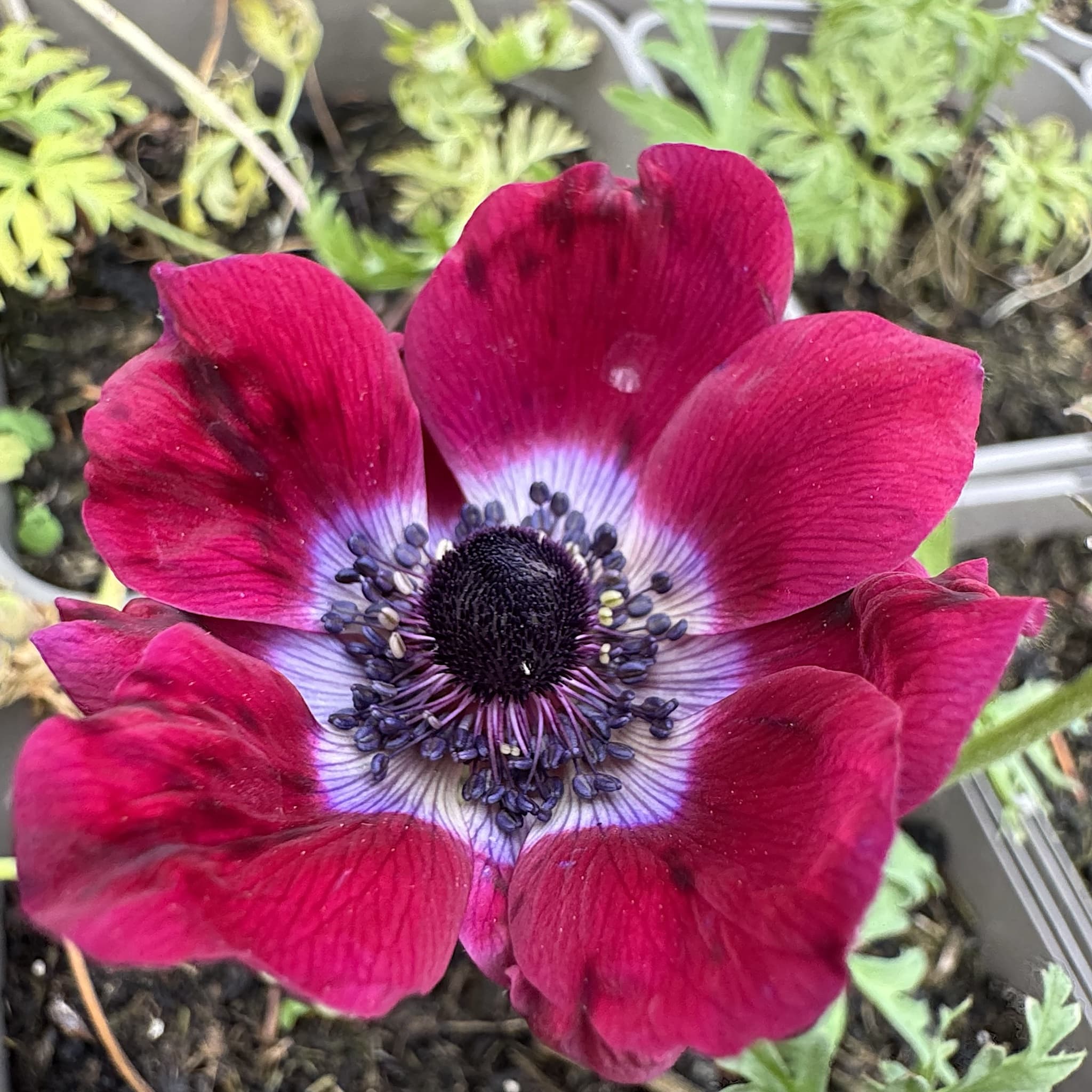 Anemone hybr. 'Galilee Bordeaux'