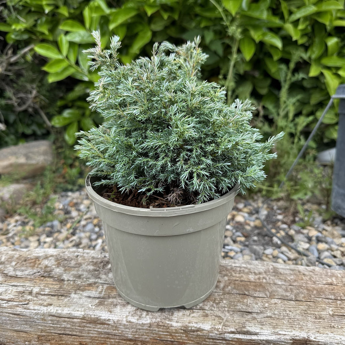 Chamaecyparis pisifera 'Boulevard'