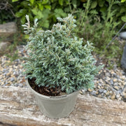 Chamaecyparis pisifera 'Boulevard'