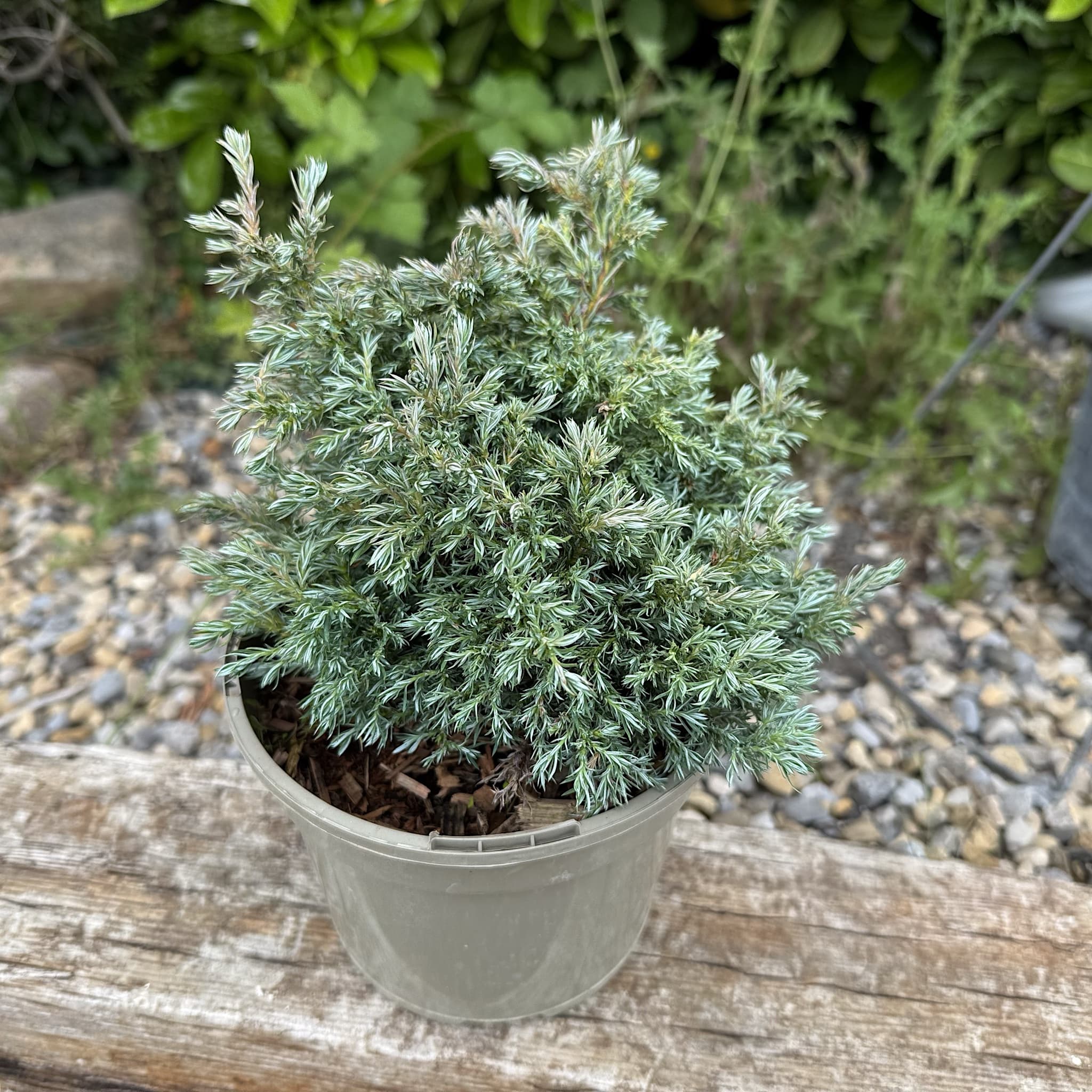 Chamaecyparis pisifera 'Boulevard'