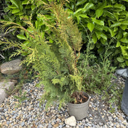 Chamaecyparis lawsoniana 'Stardust'