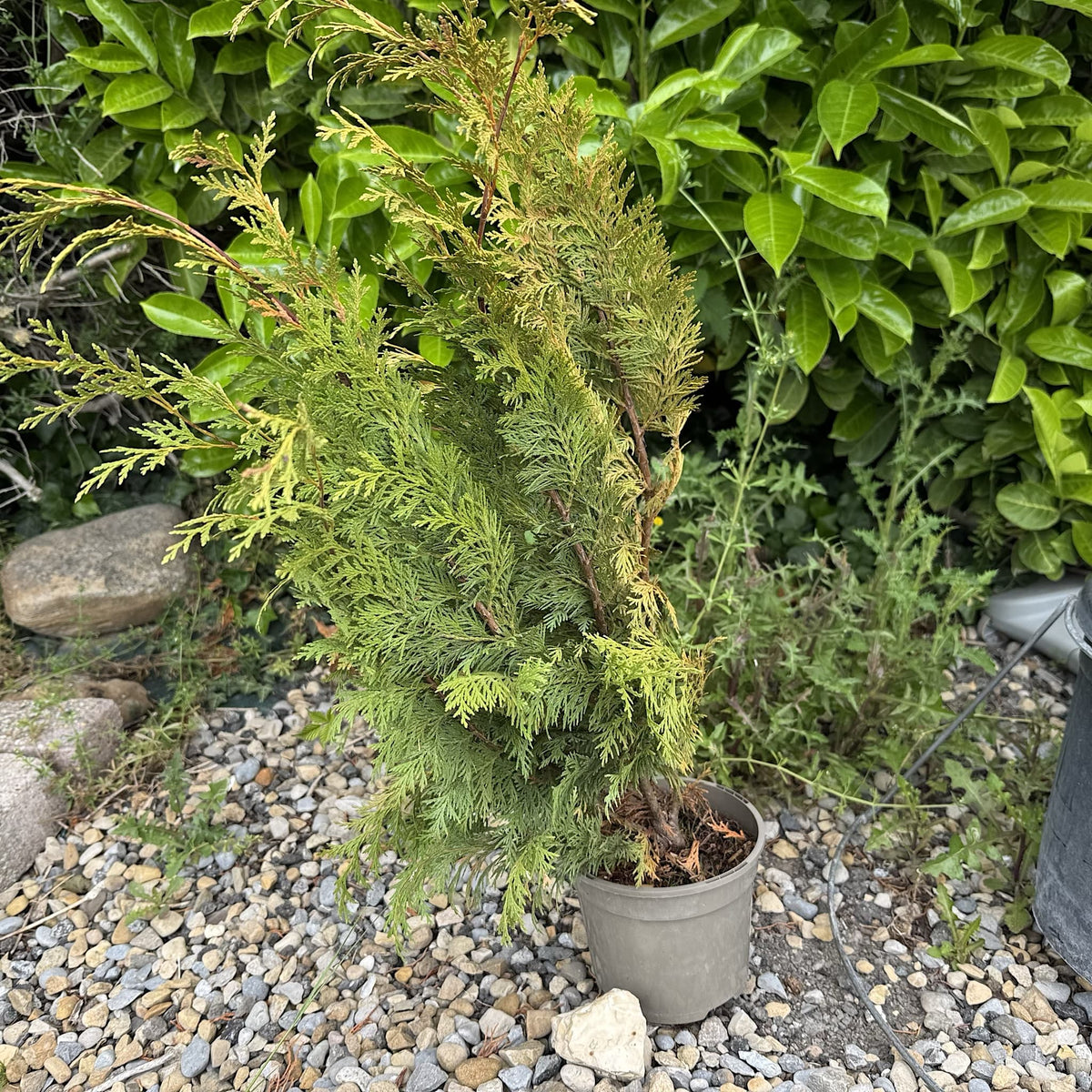 Chamaecyparis lawsoniana 'Stardust'