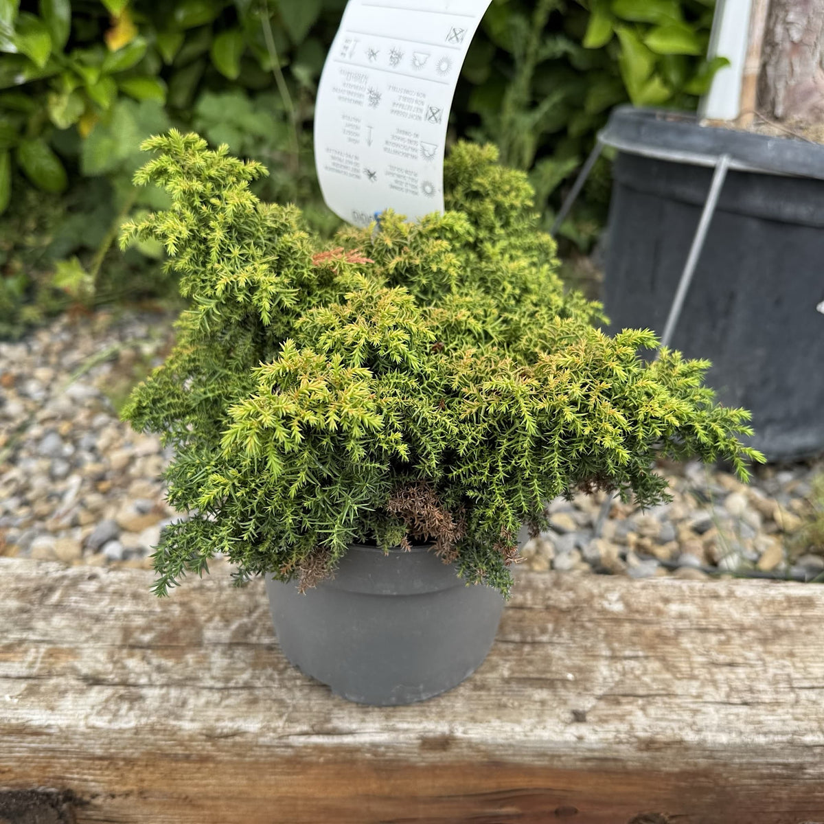 Cryptomeria jap. 'Yokohama'
