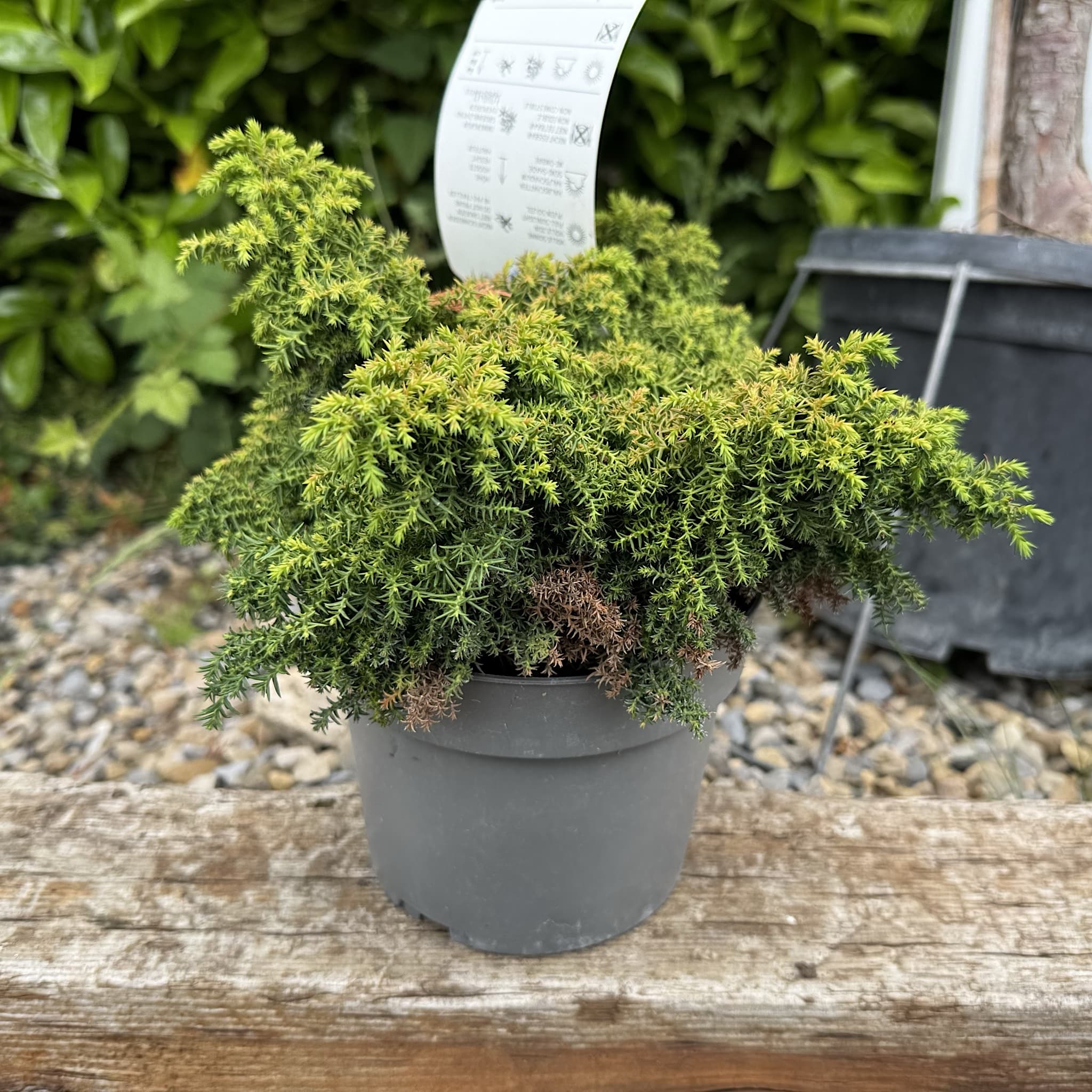 Cryptomeria jap. 'Yokohama'