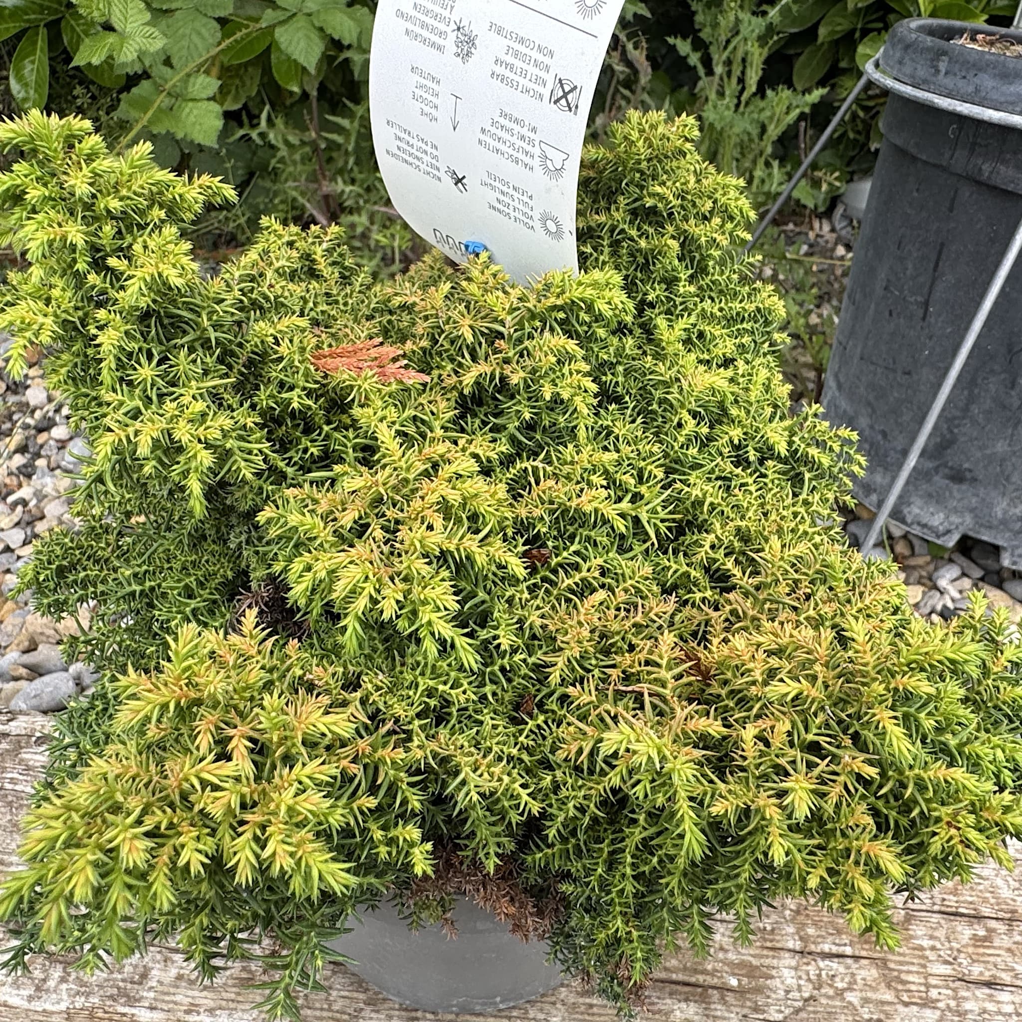 Cryptomeria jap. 'Yokohama'
