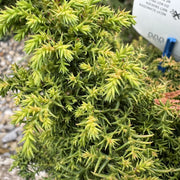 Cryptomeria jap. 'Yokohama'