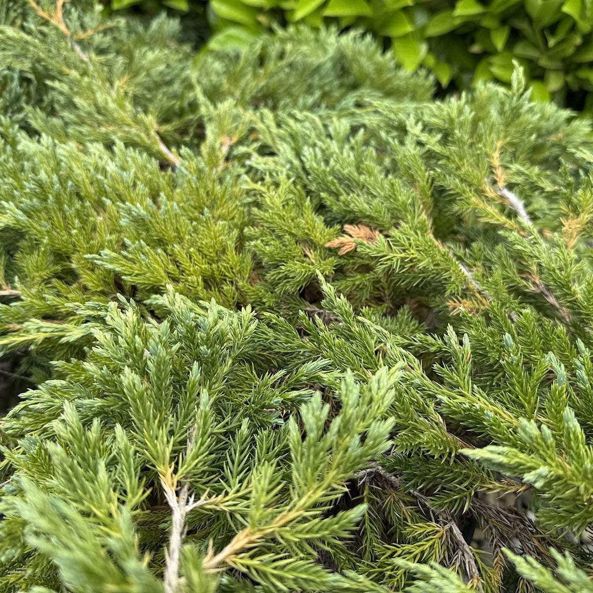 Juniperus squamata 'Blue Carpet'