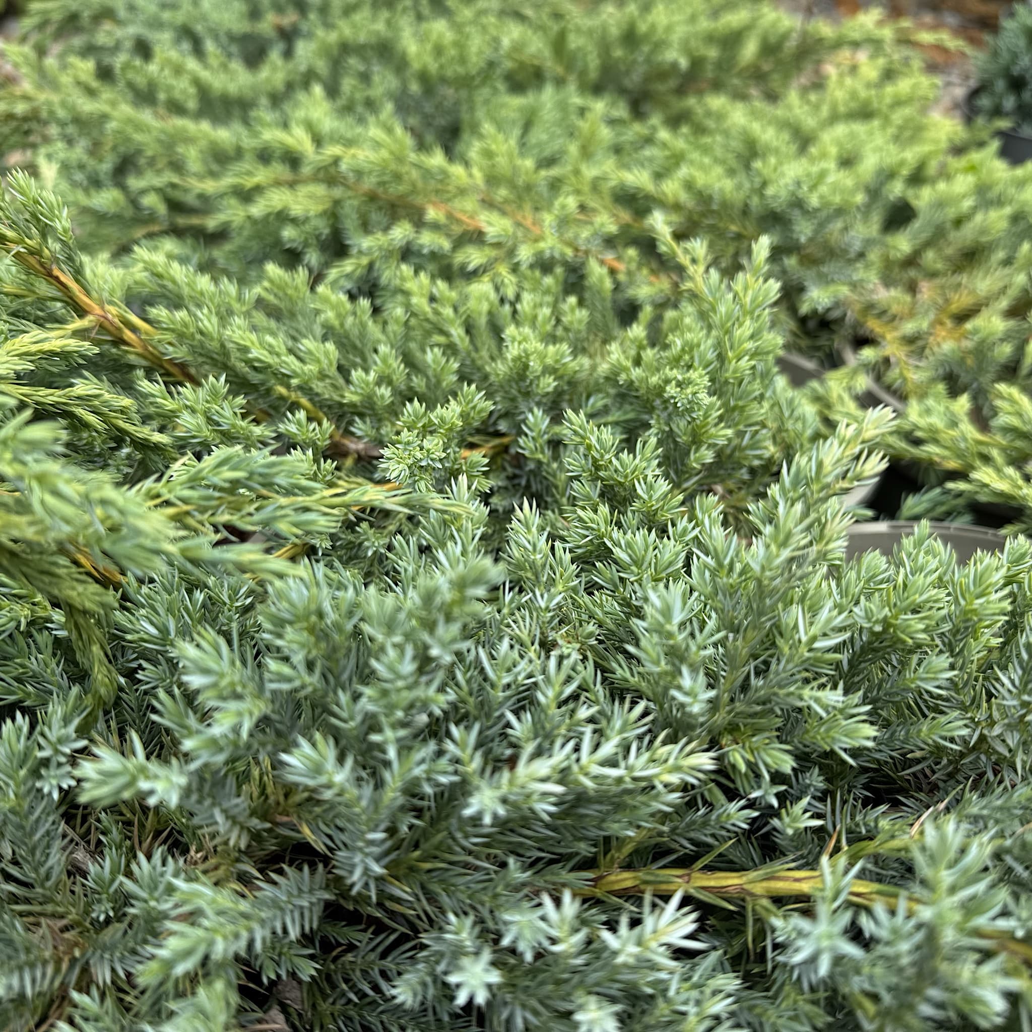 Juniperus squamata 'Blue Carpet'