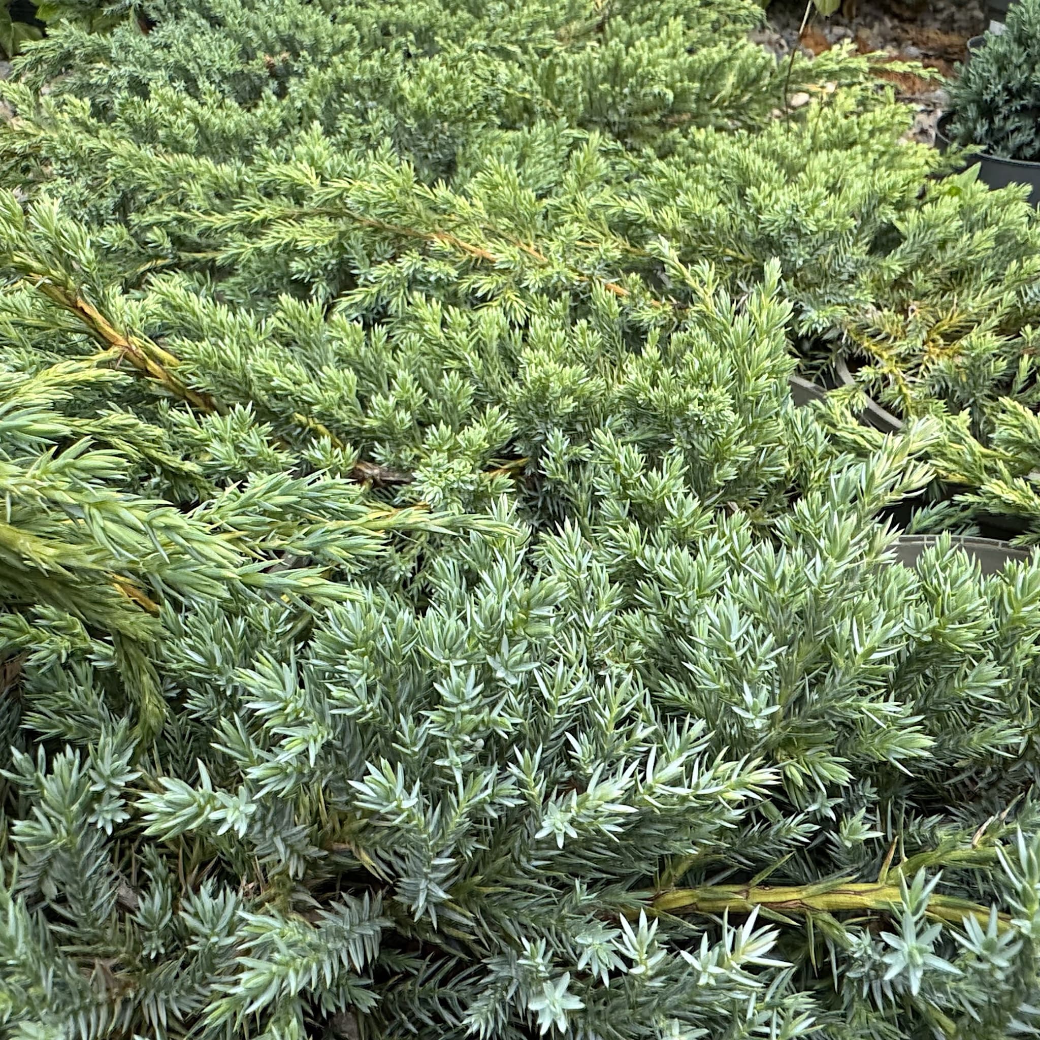 Juniperus squamata 'Blue Carpet'