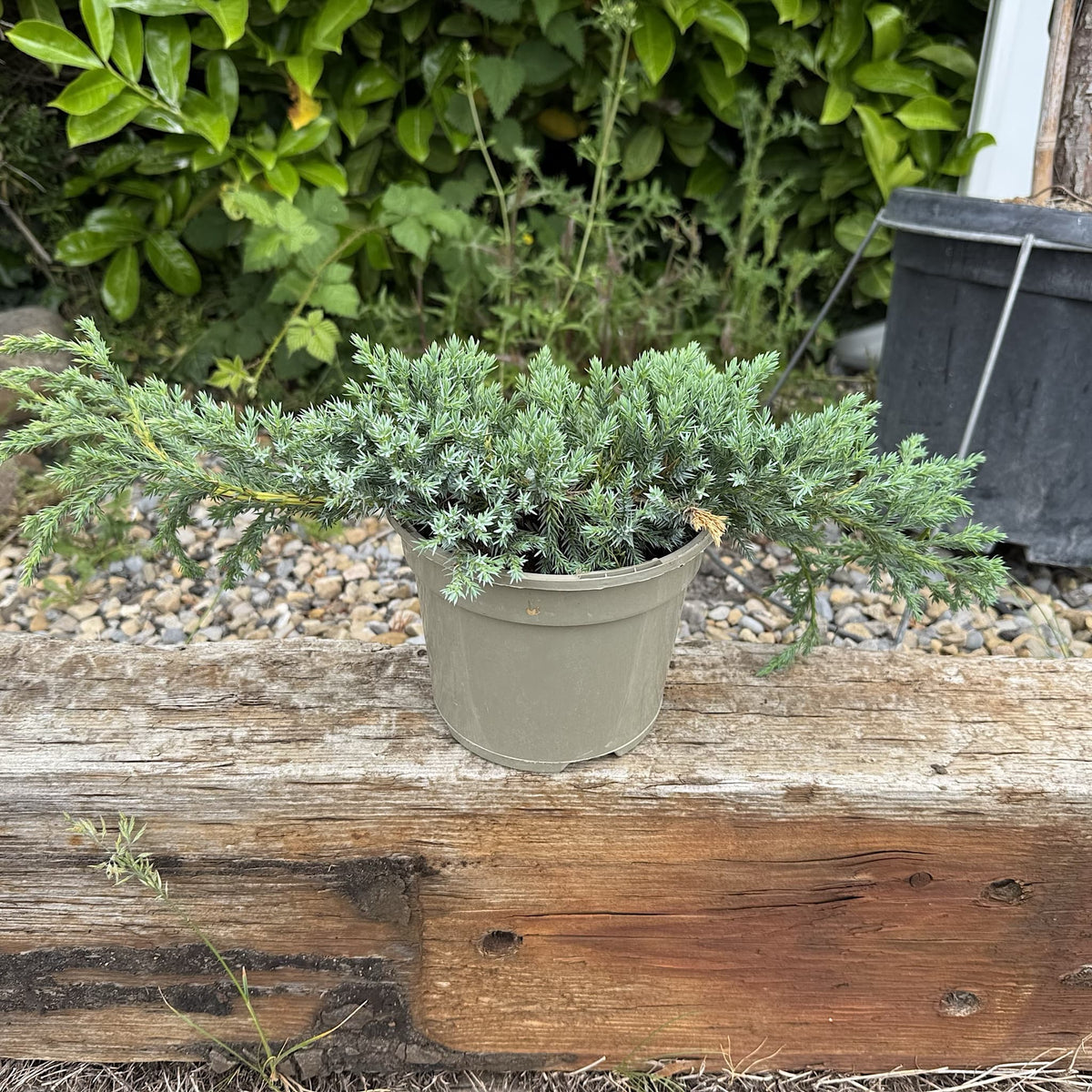 Juniperus squamata 'Blue Carpet'