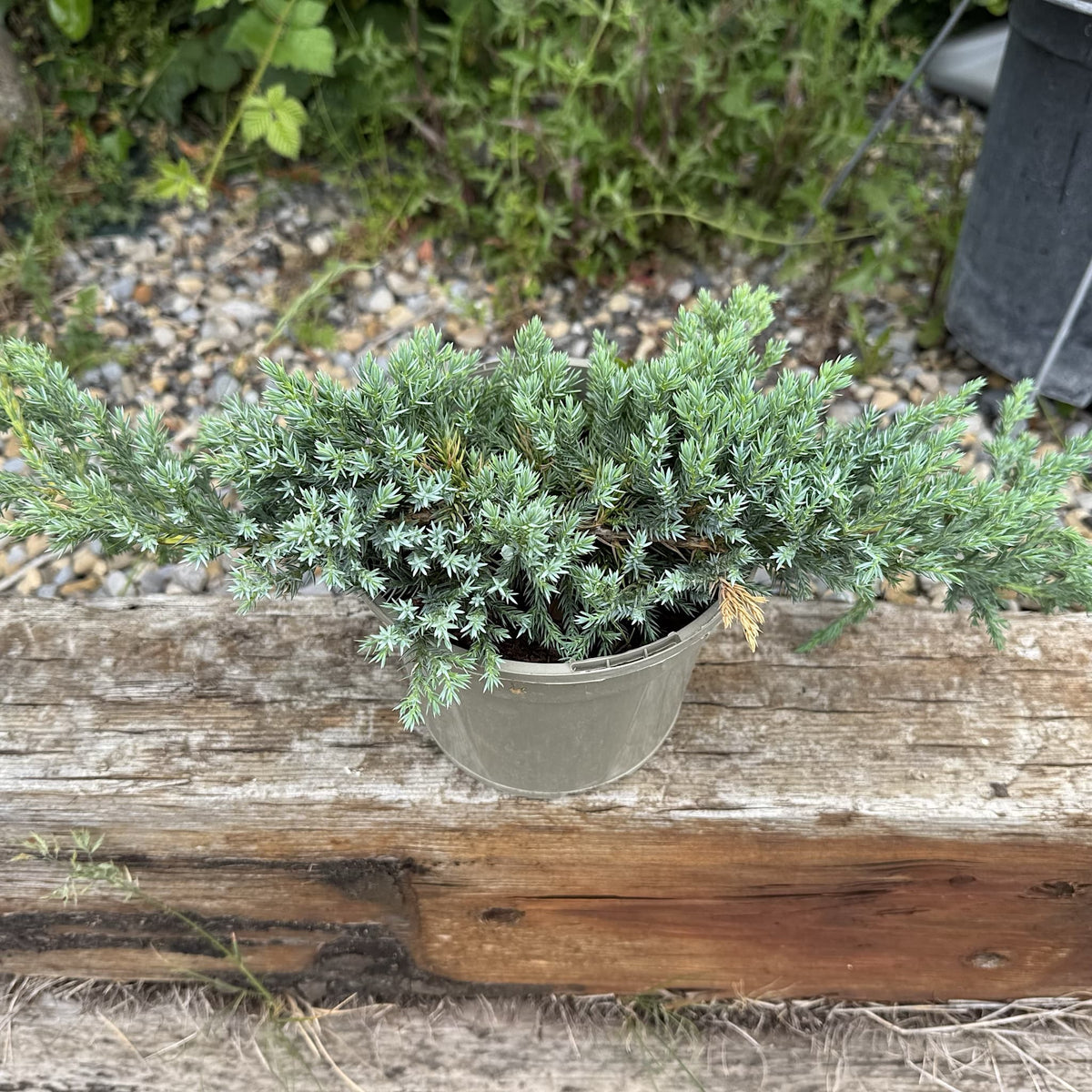 Juniperus squamata 'Blue Carpet'