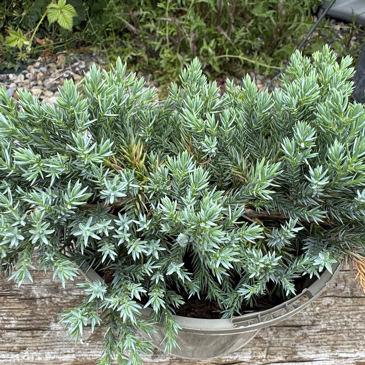 Juniperus squamata 'Blue Carpet'