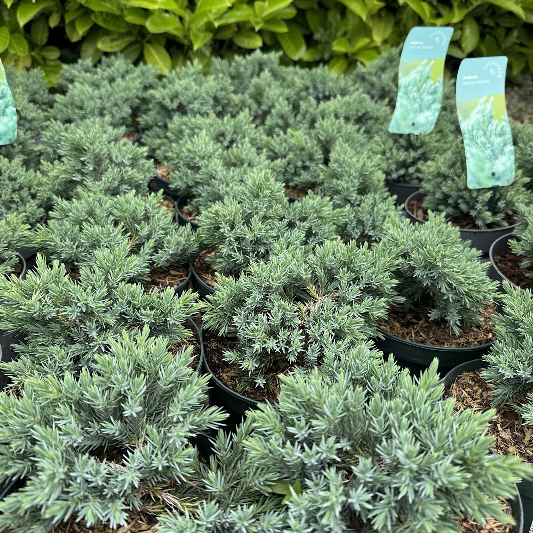 Juniperus squam. 'Blue Star'