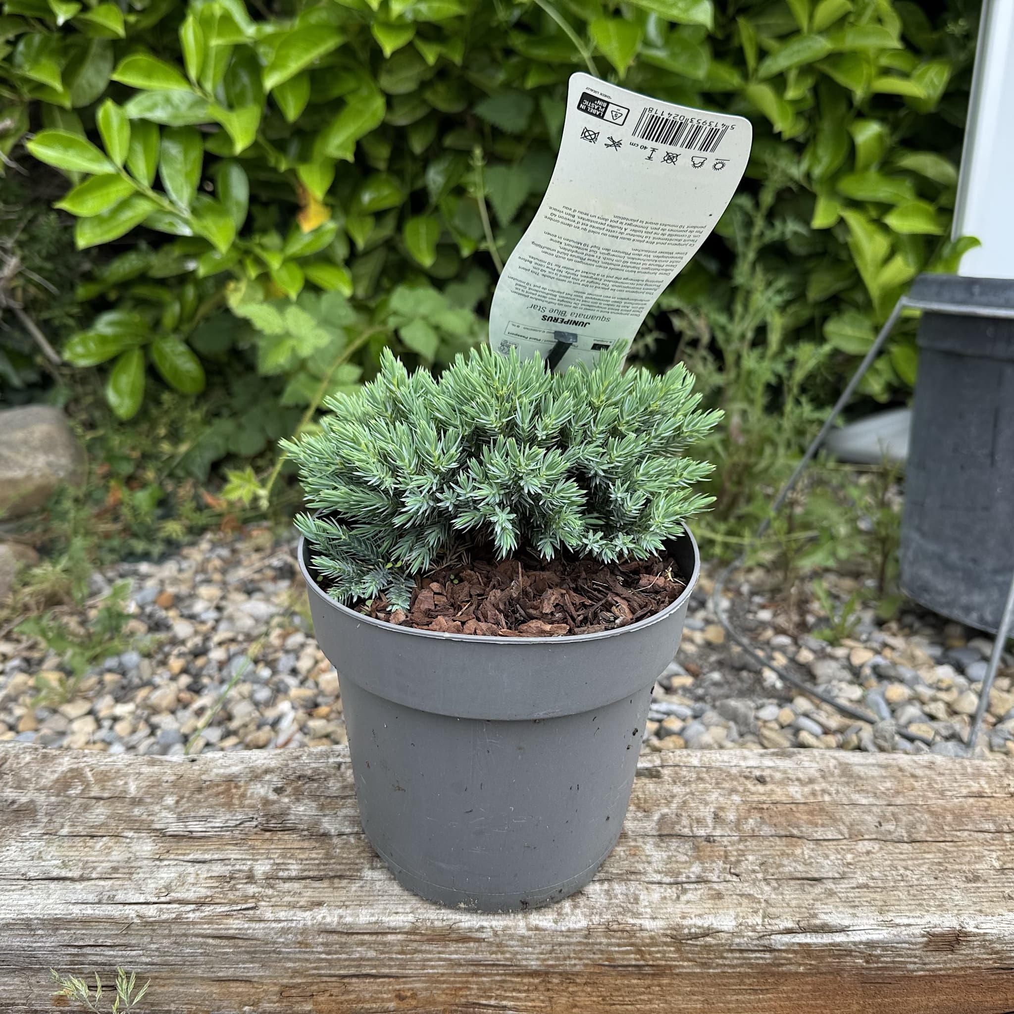 Juniperus squam. 'Blue Star'