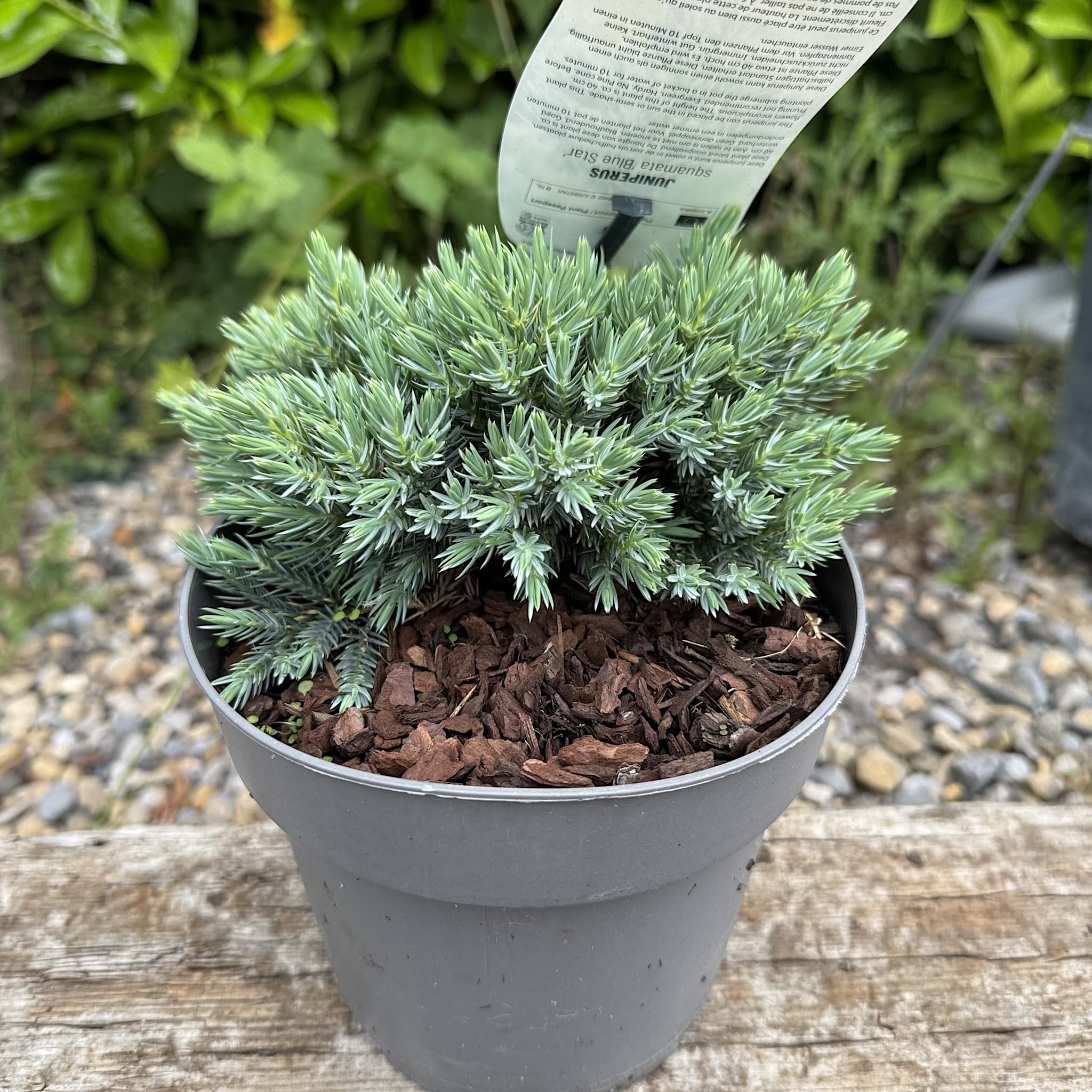Juniperus squam. 'Blue Star'