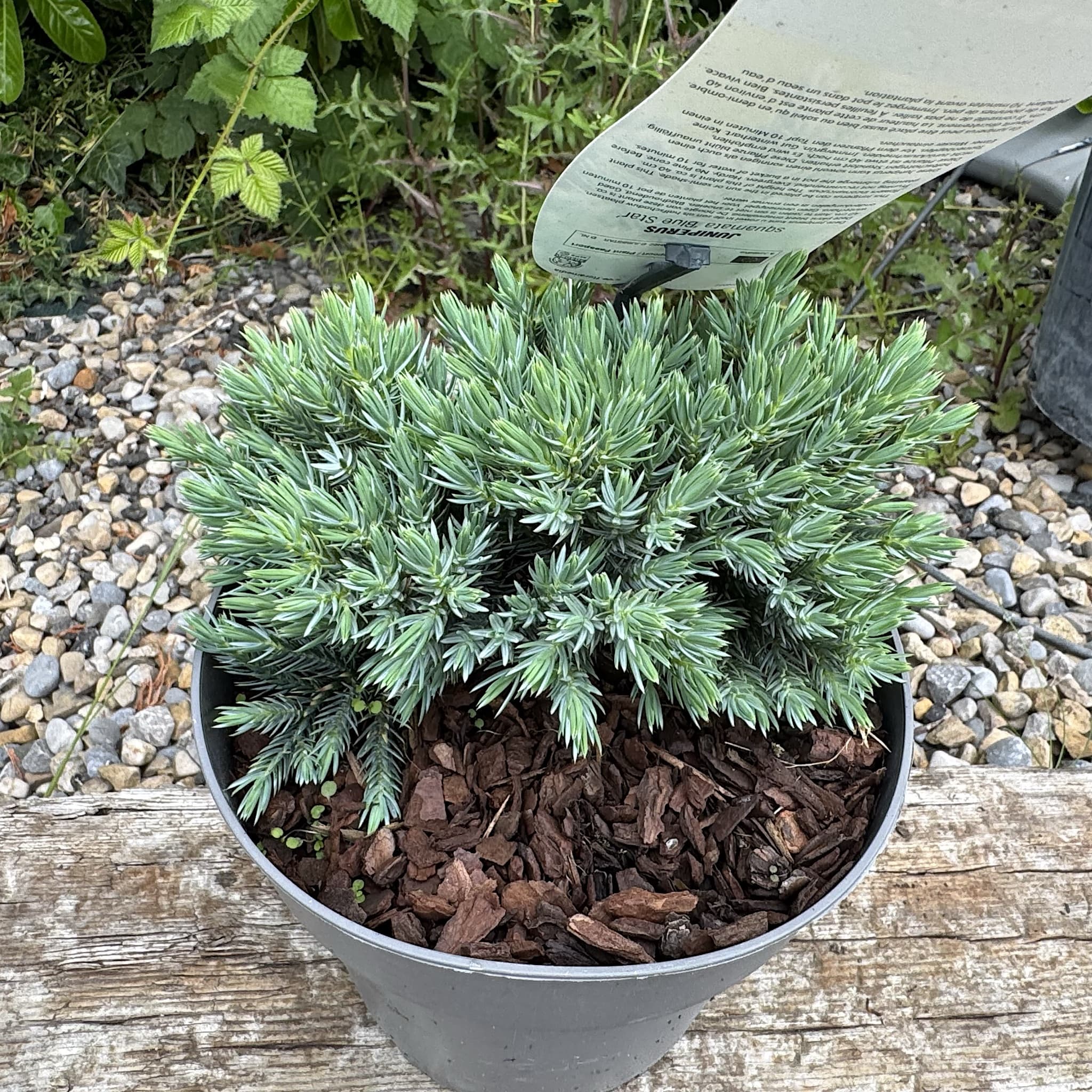 Juniperus squam. 'Blue Star'