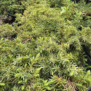 Juniperus communis 'Green Carpet'