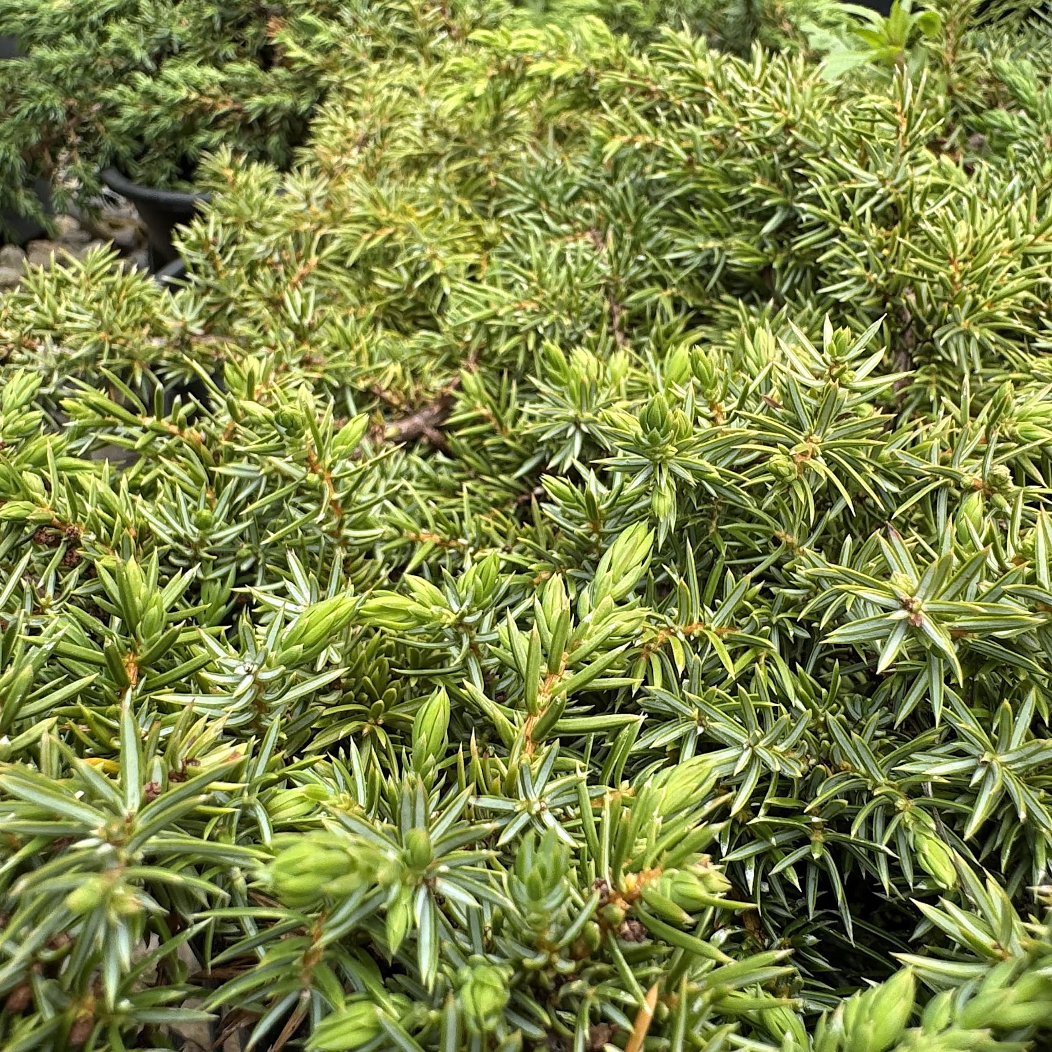 Juniperus communis 'Green Carpet'