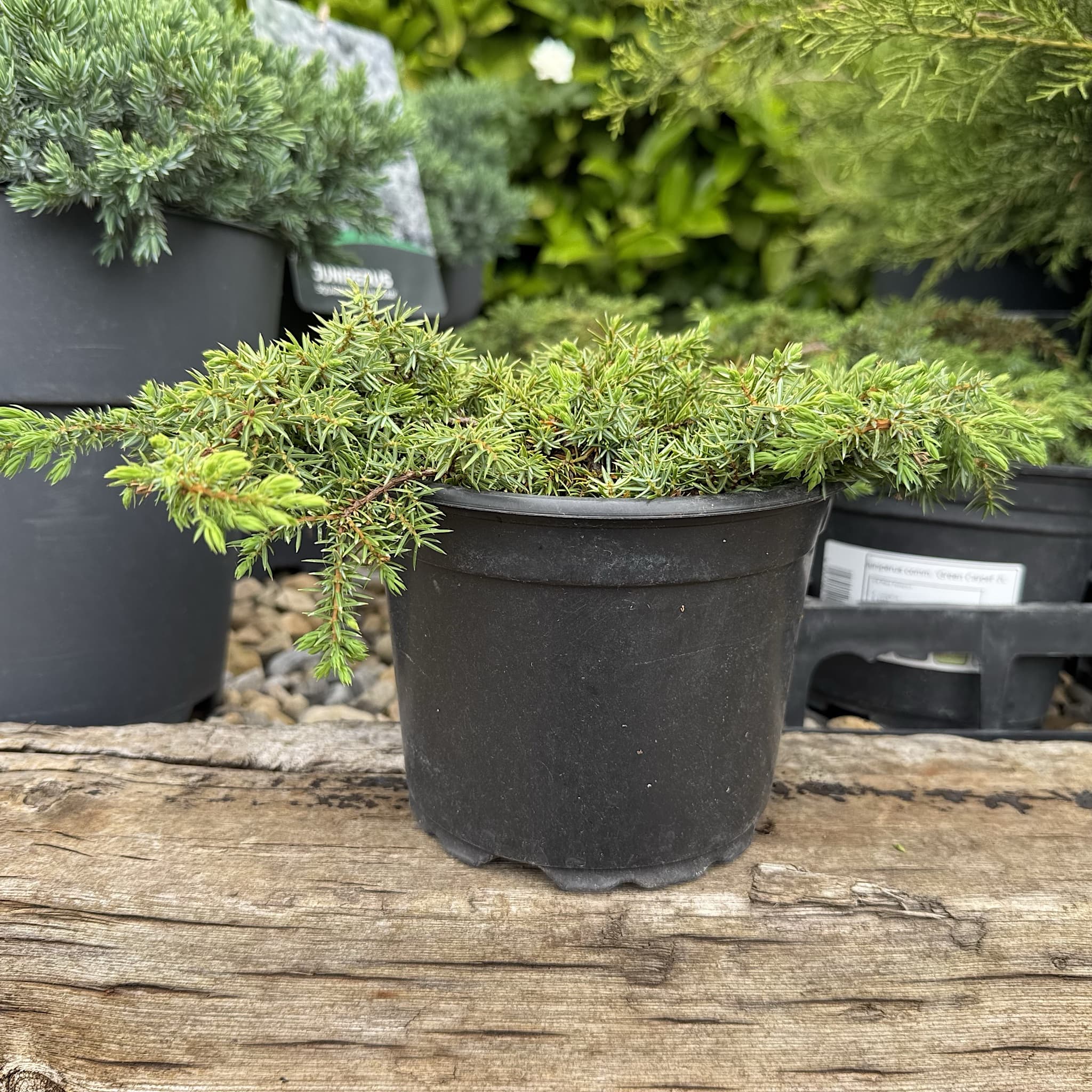 Juniperus communis 'Green Carpet'
