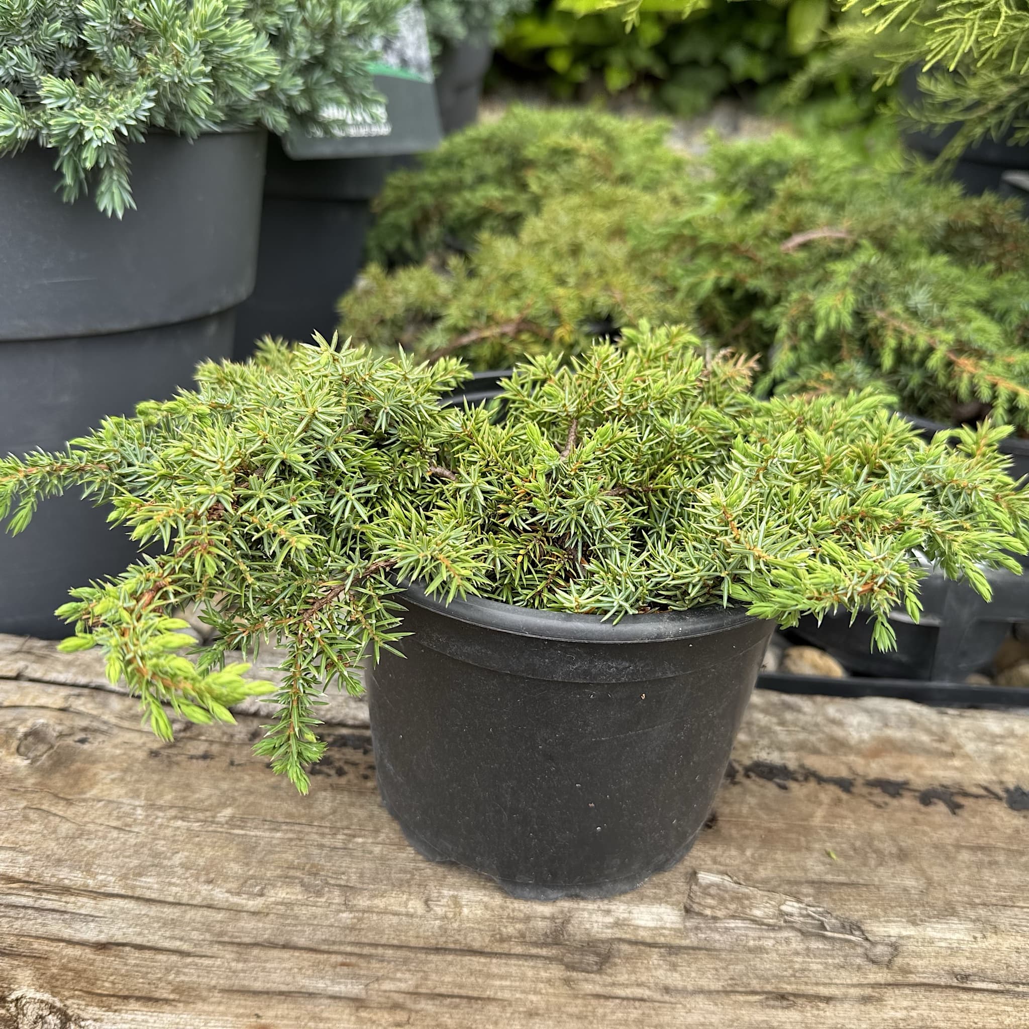 Juniperus communis 'Green Carpet'