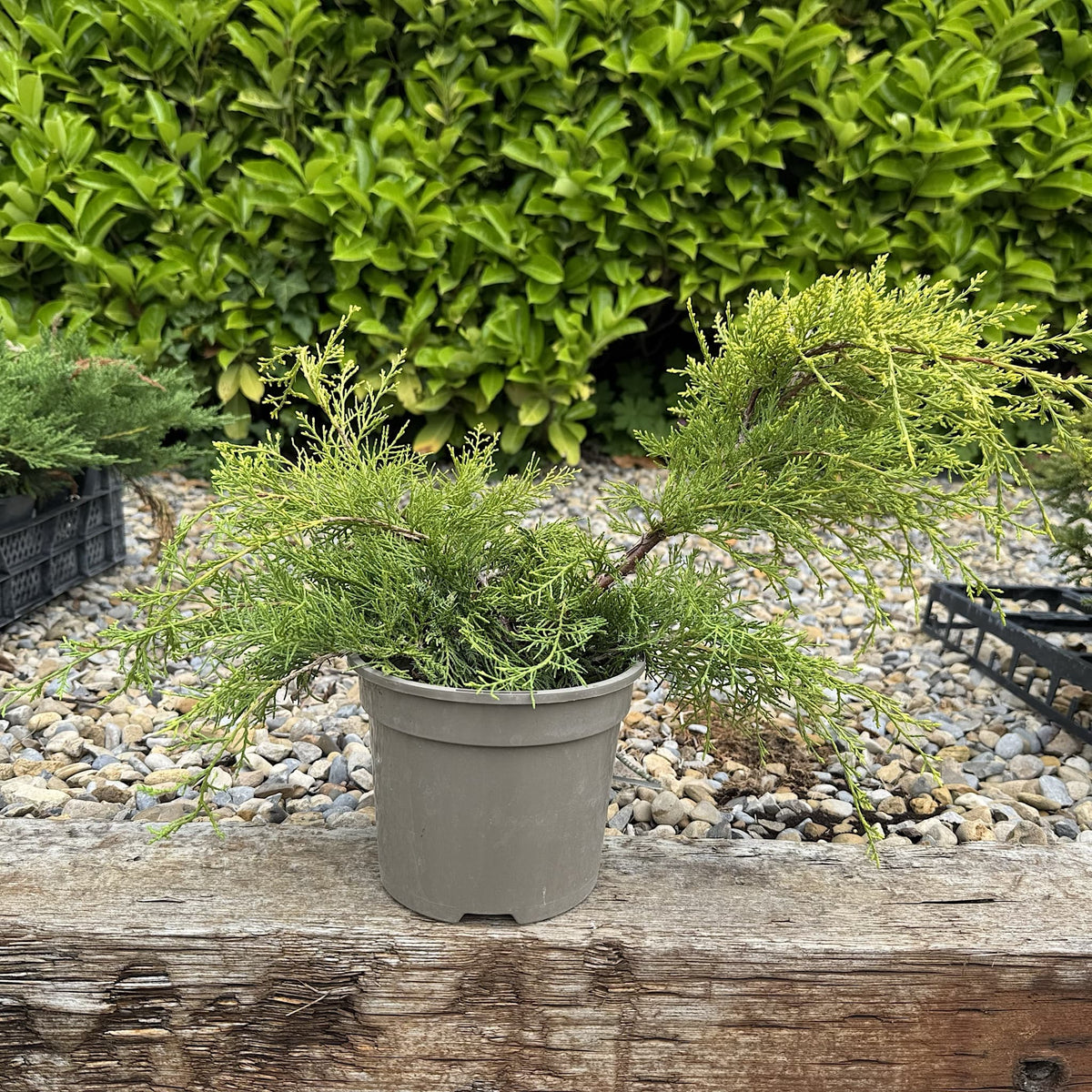 Juniperus media 'Old Gold'