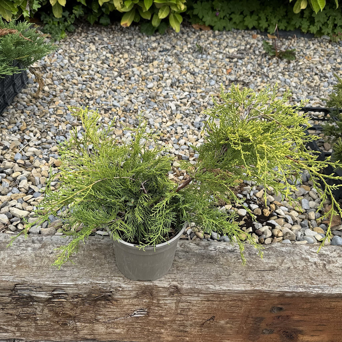 Juniperus media 'Old Gold'