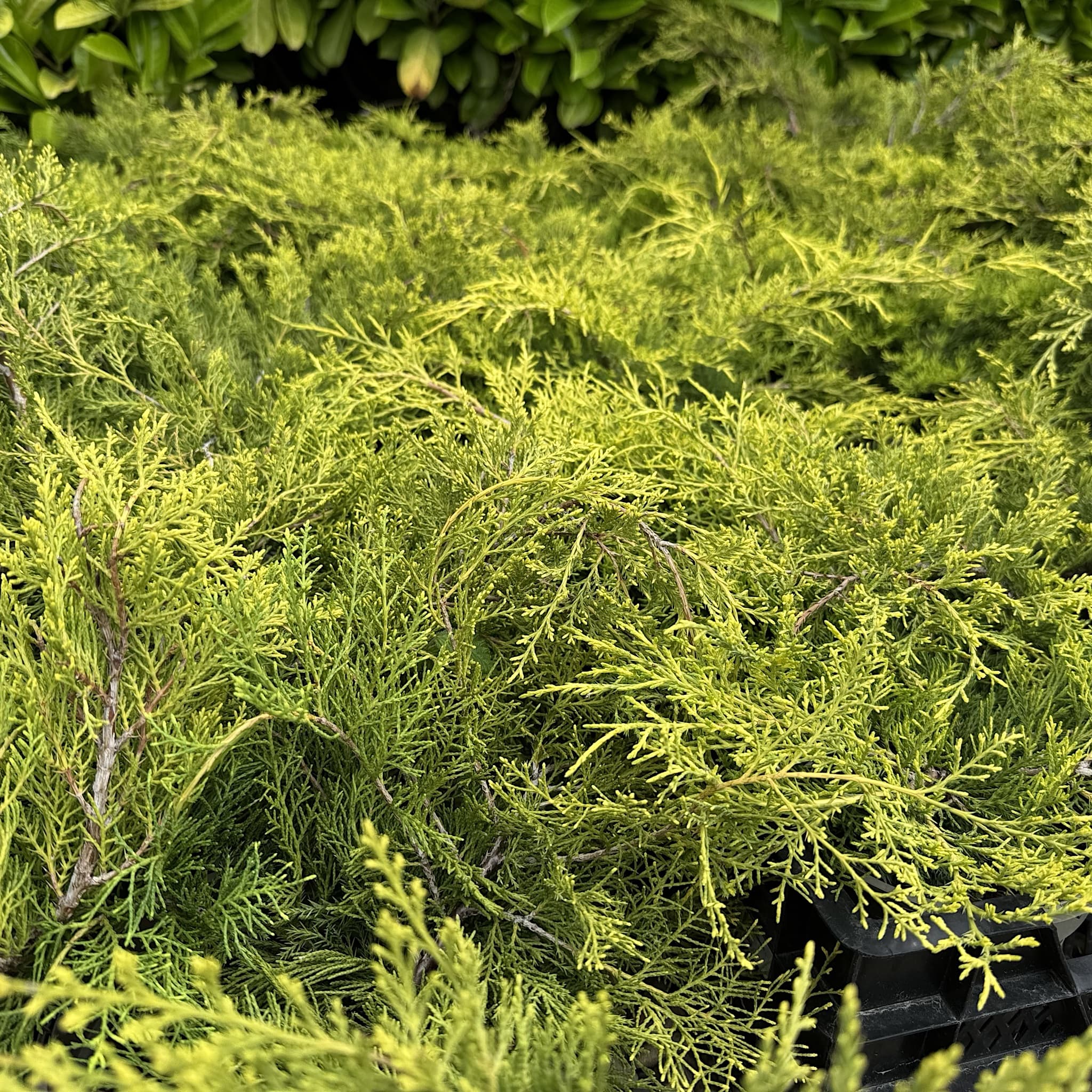 Juniperus media 'Old Gold'