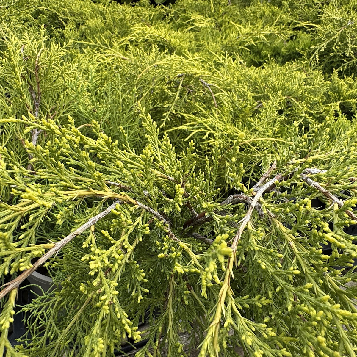 Juniperus media 'Old Gold'