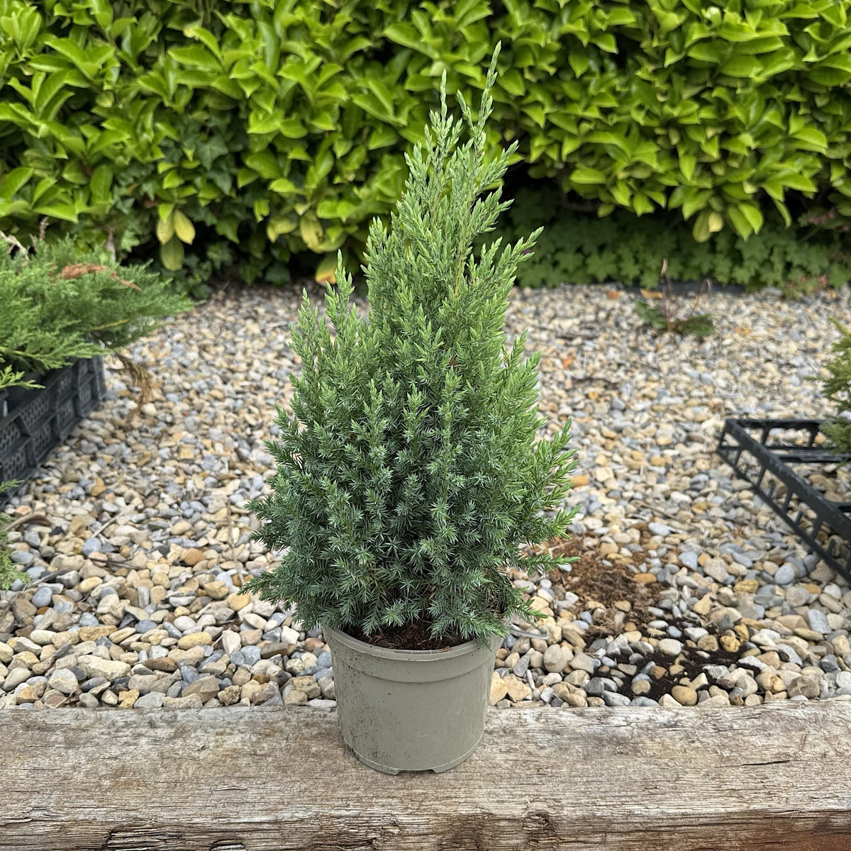 Juniperus chinensis 'Stricta'