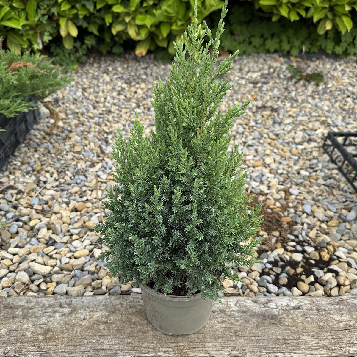 Juniperus chinensis 'Stricta'